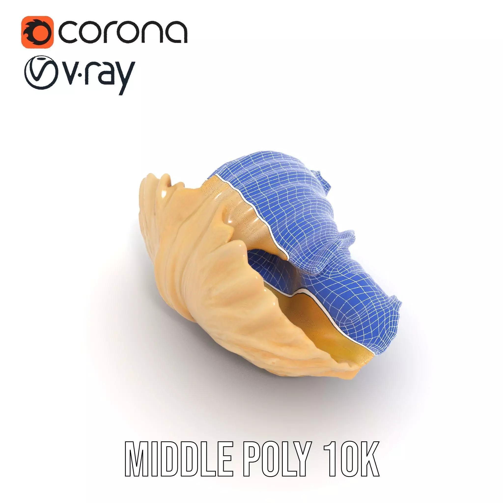 Elegant Seashell Texture model pack Low-poly 3D model_24