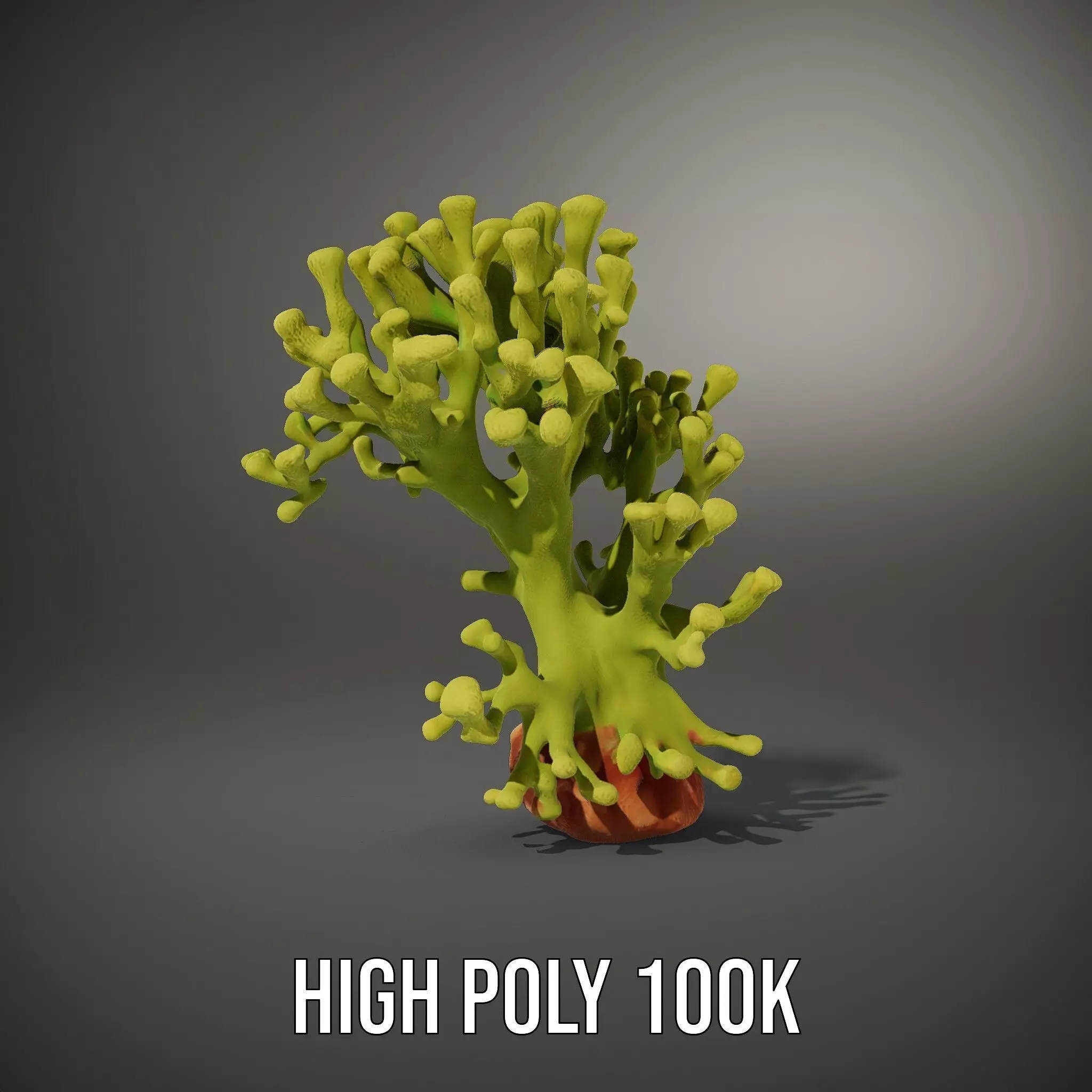 Vibrant Green Coral model pack Low-poly 3D model_10