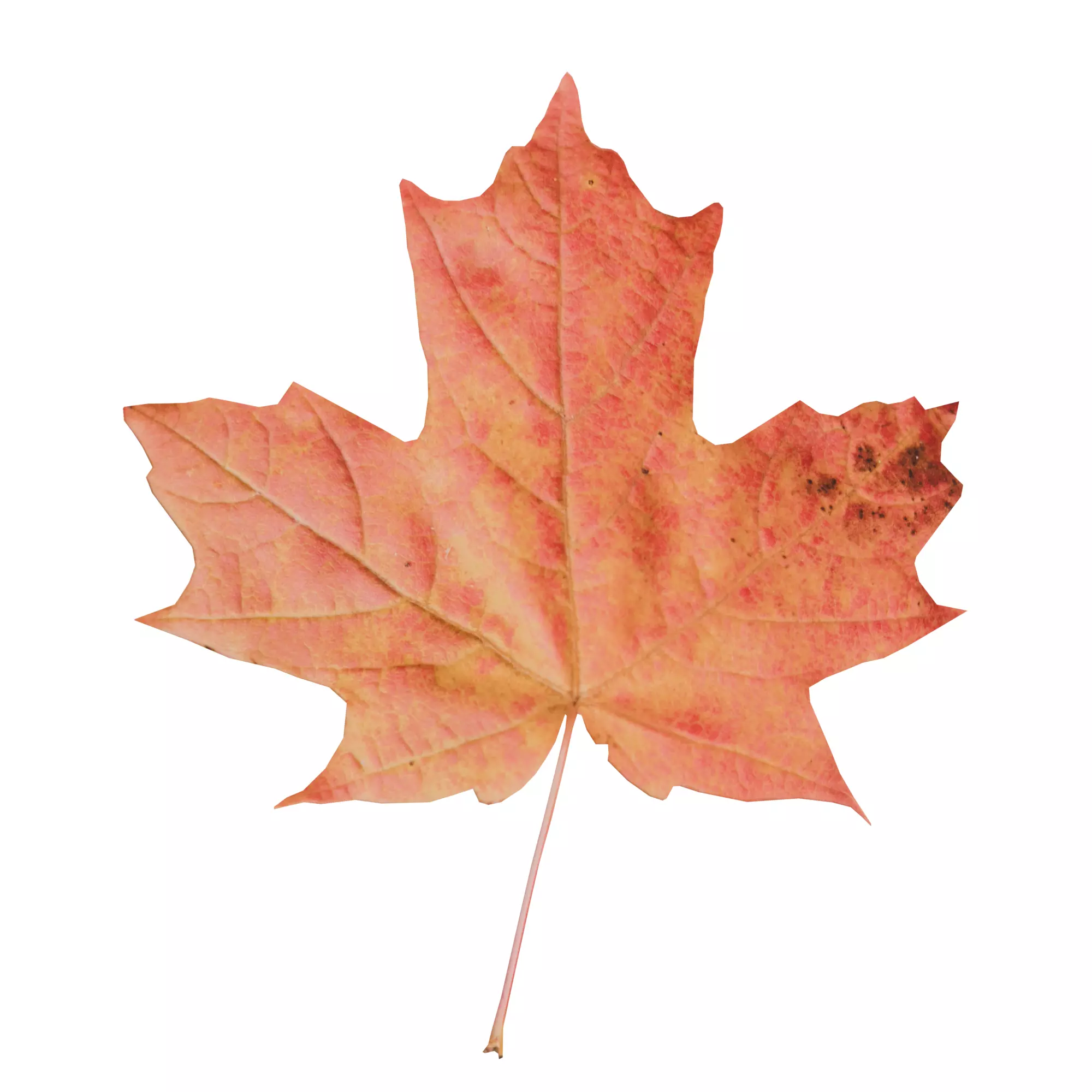 Autumn Leaf 3D Model Free low-poly 3D model_1