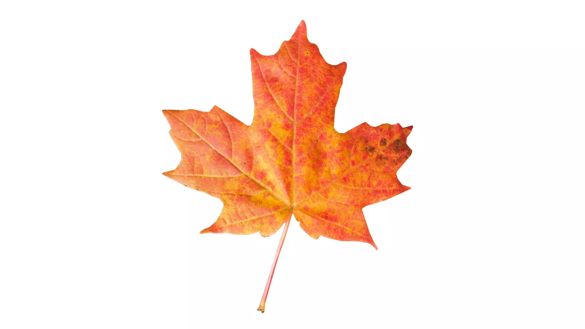 Autumn Leaf 3D Model Free low-poly 3D model_0