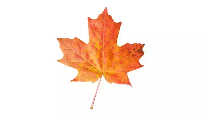 Autumn Leaf 3D Model Free low-poly 3D model