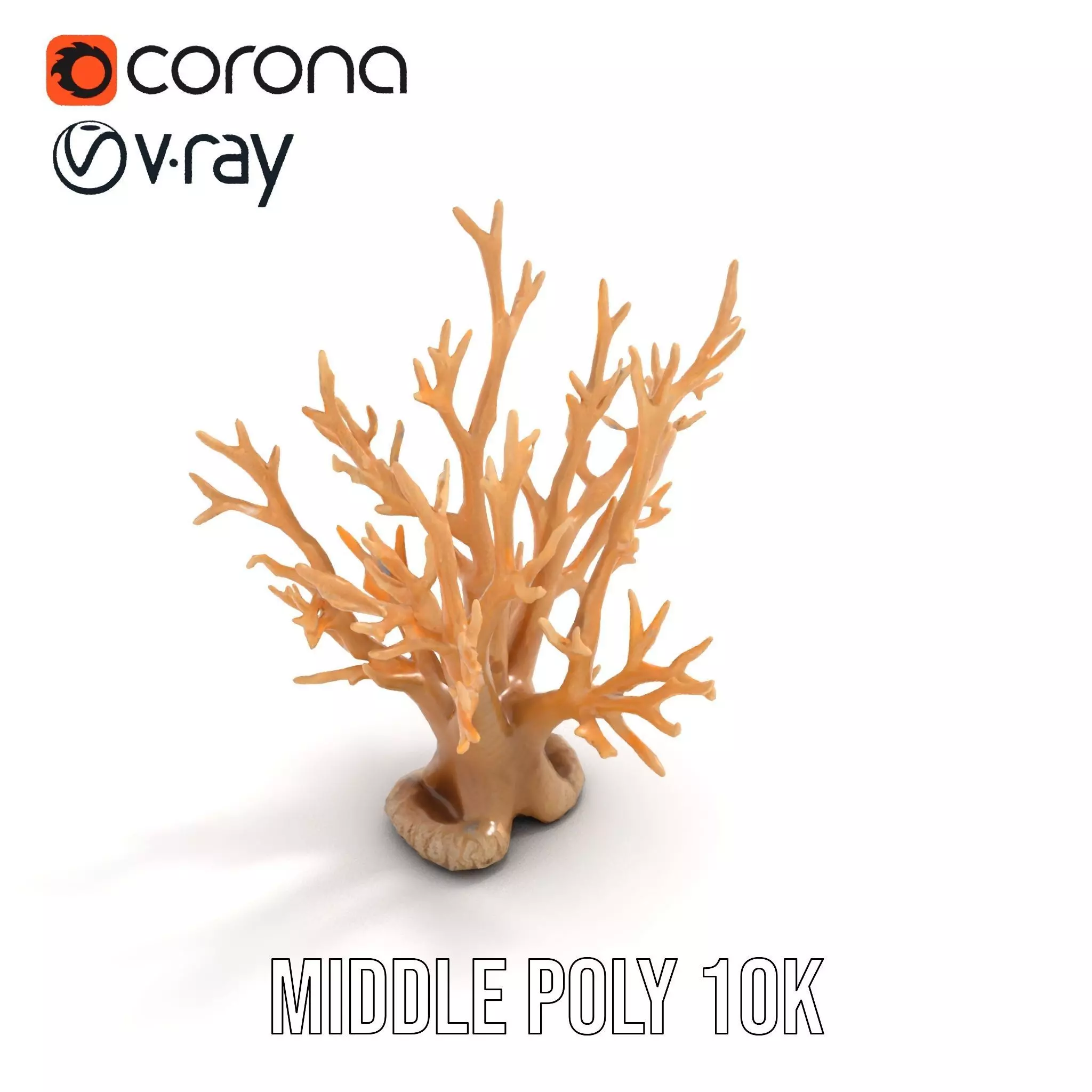 Natural Coral Branch model pack Low-poly 3D model_13