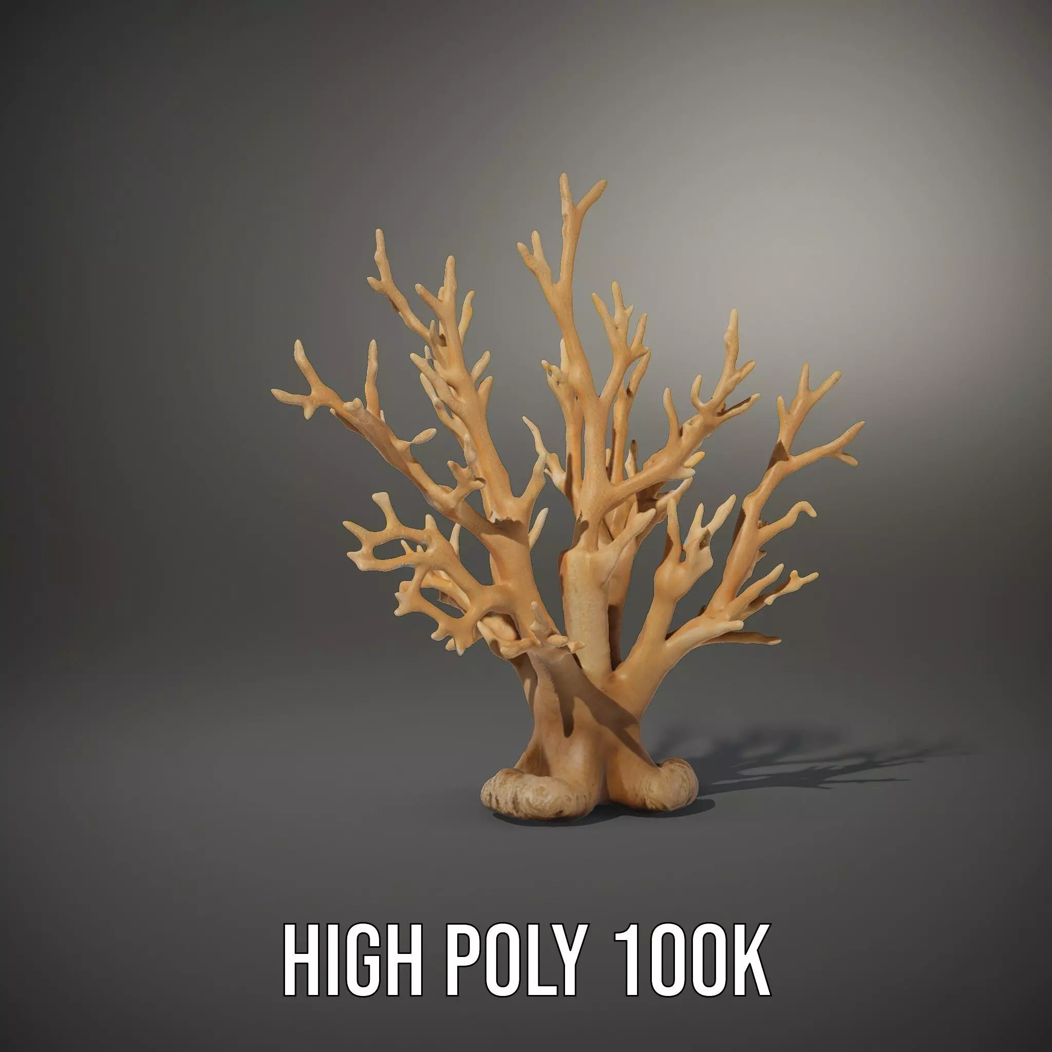 Natural Coral Branch model pack Low-poly 3D model_10