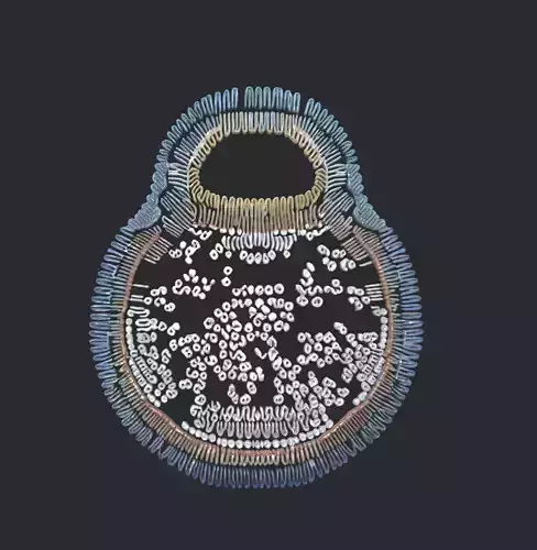 Hemifusomes 3d model 3D model