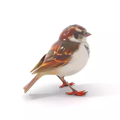 Vivid Sparrow Bird model pack
