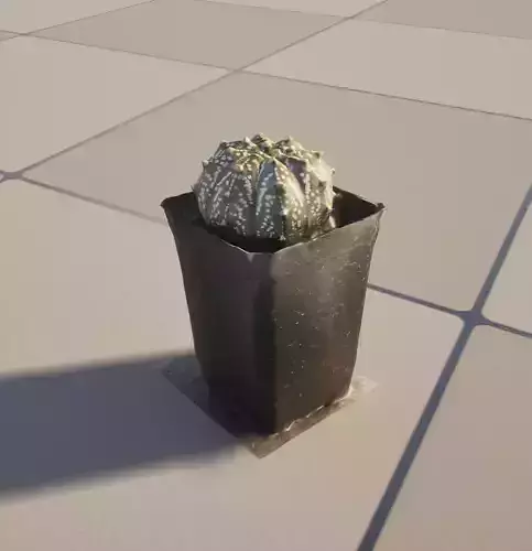 Astrophytum Asterias Star Cactus Realistic Potted 3D Scan