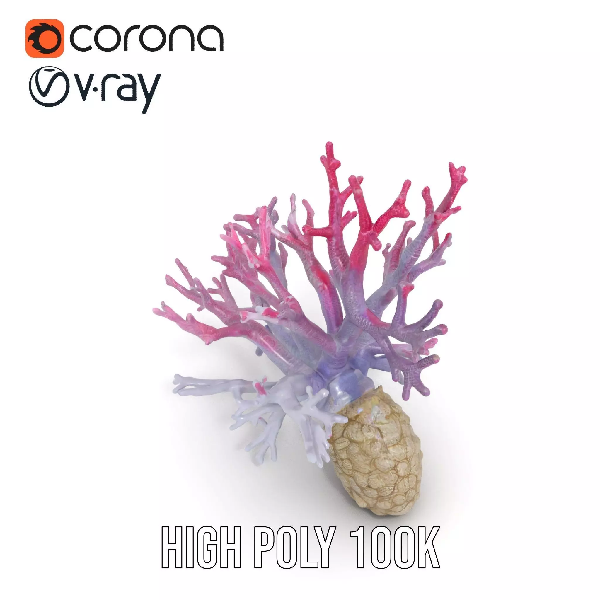 Pink Coral Growth model pack Low-poly 3D model_20