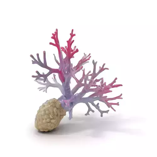Pink Coral Growth model pack