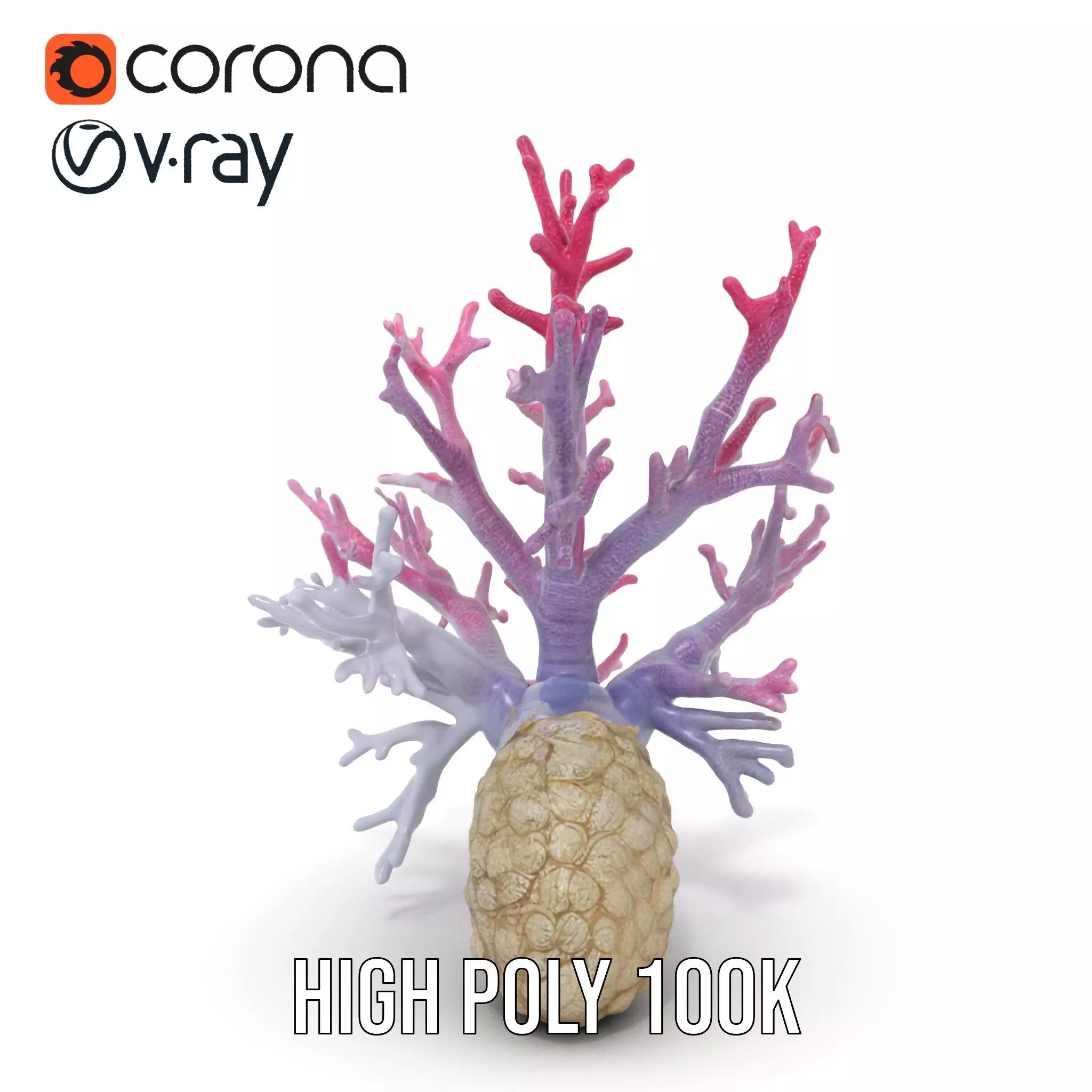 Pink Coral Growth model pack Low-poly 3D model_23