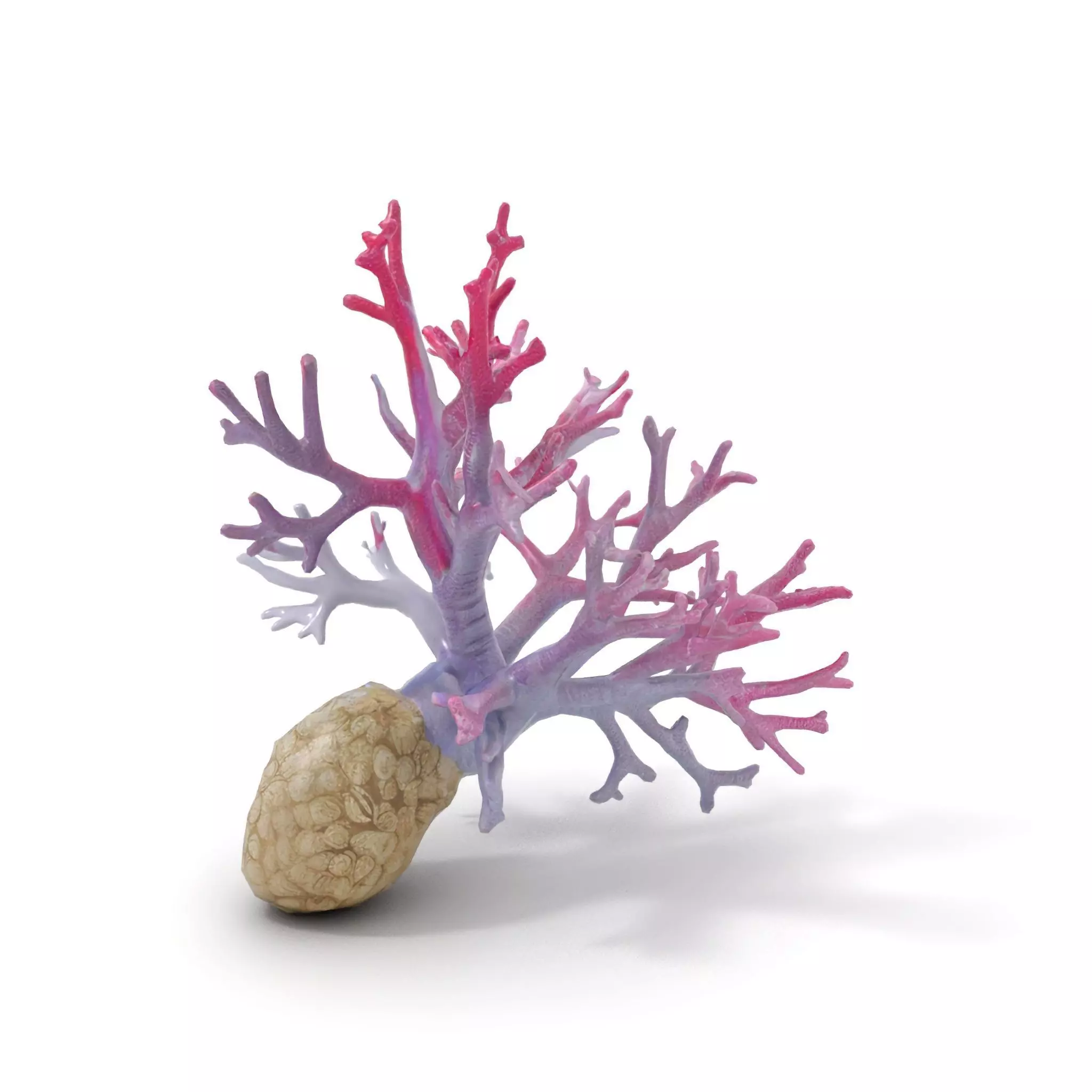Pink Coral Growth model pack Low-poly 3D model_6