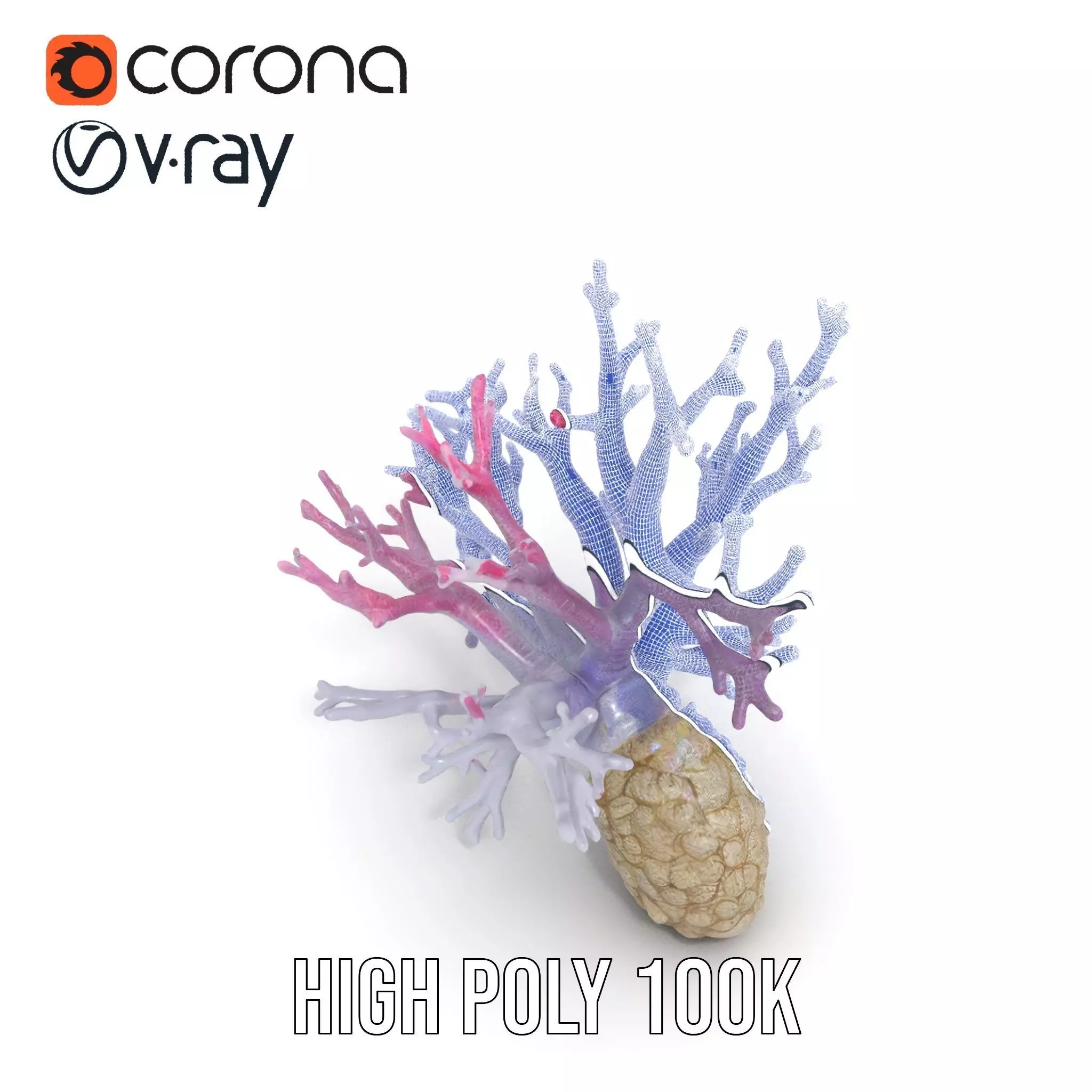 Pink Coral Growth model pack Low-poly 3D model_29