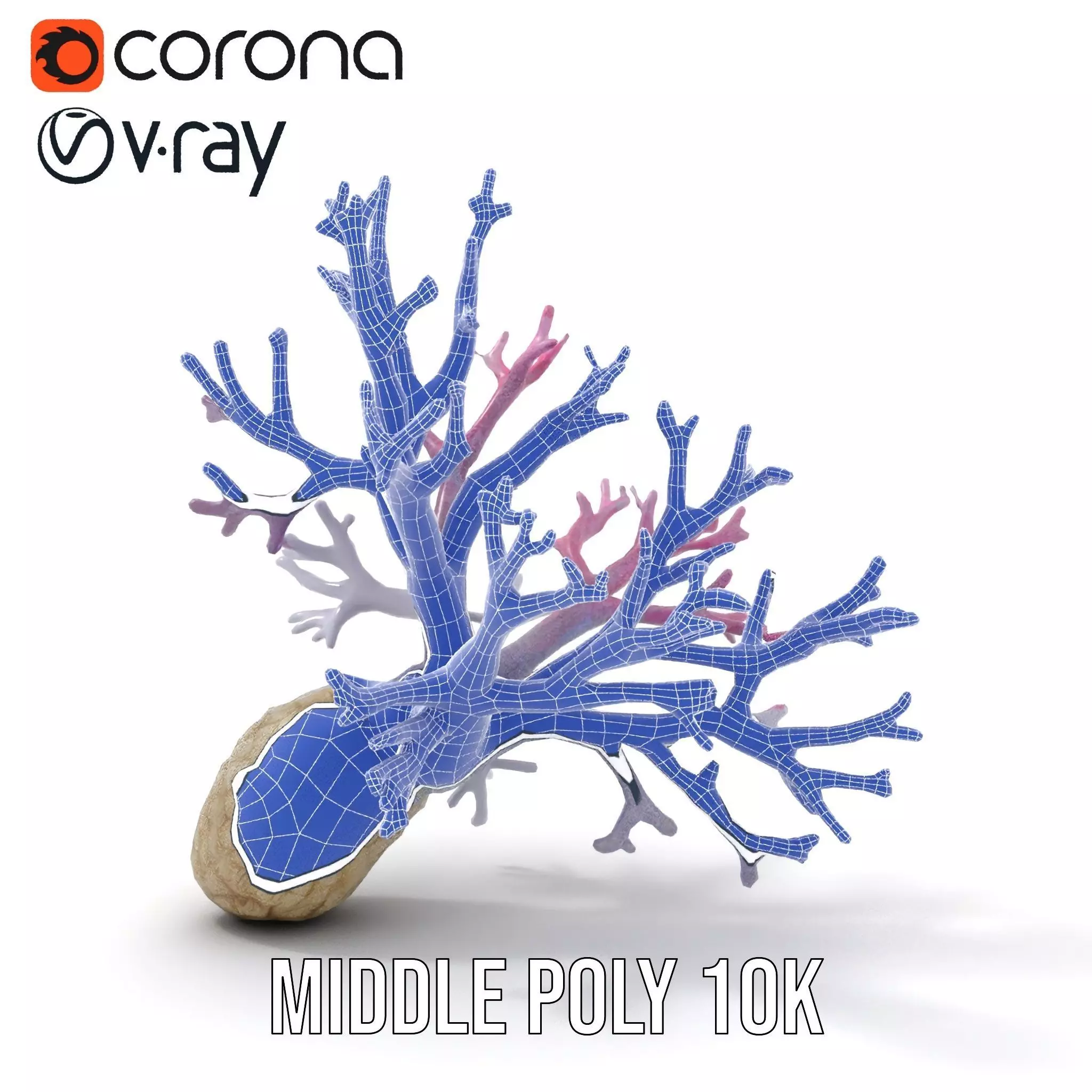 Pink Coral Growth model pack Low-poly 3D model_24