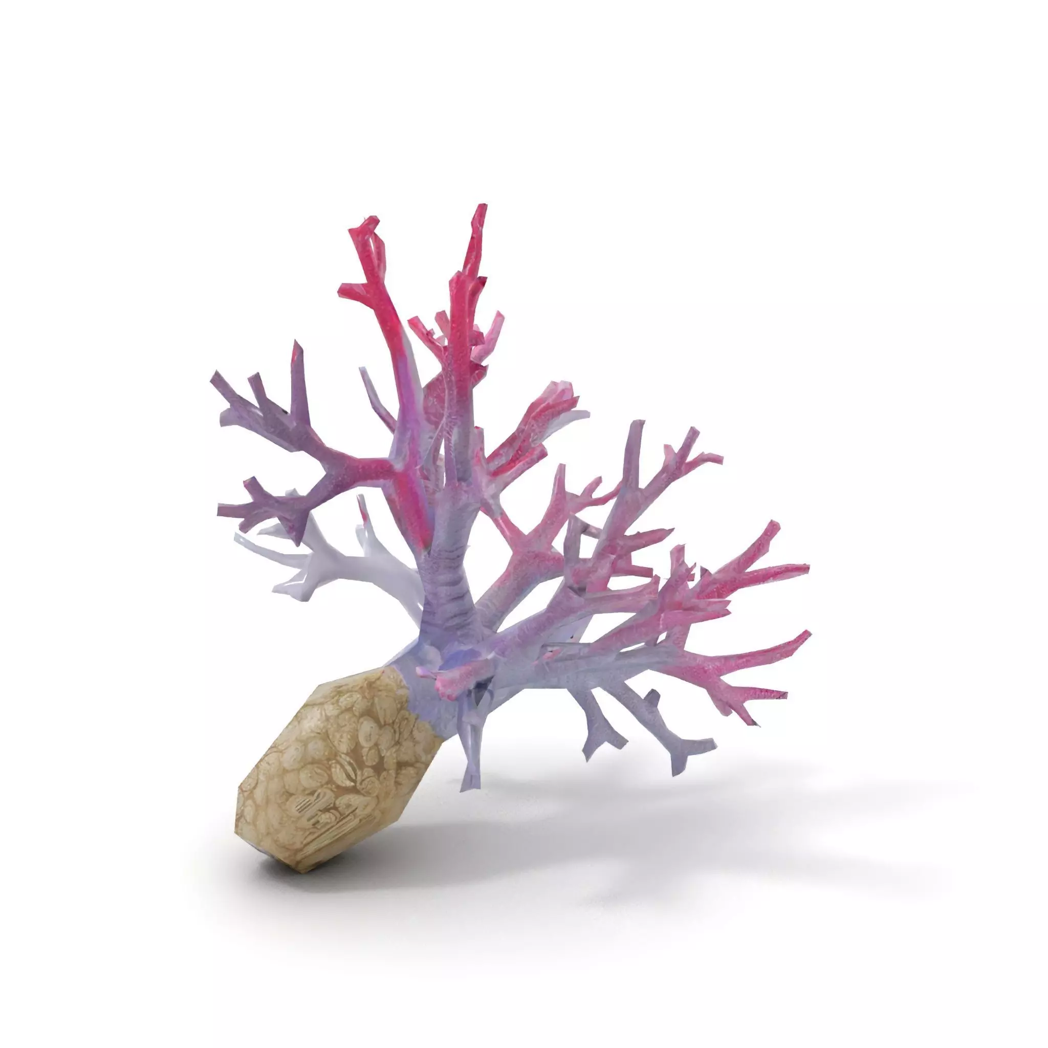 Pink Coral Growth model pack Low-poly 3D model_7