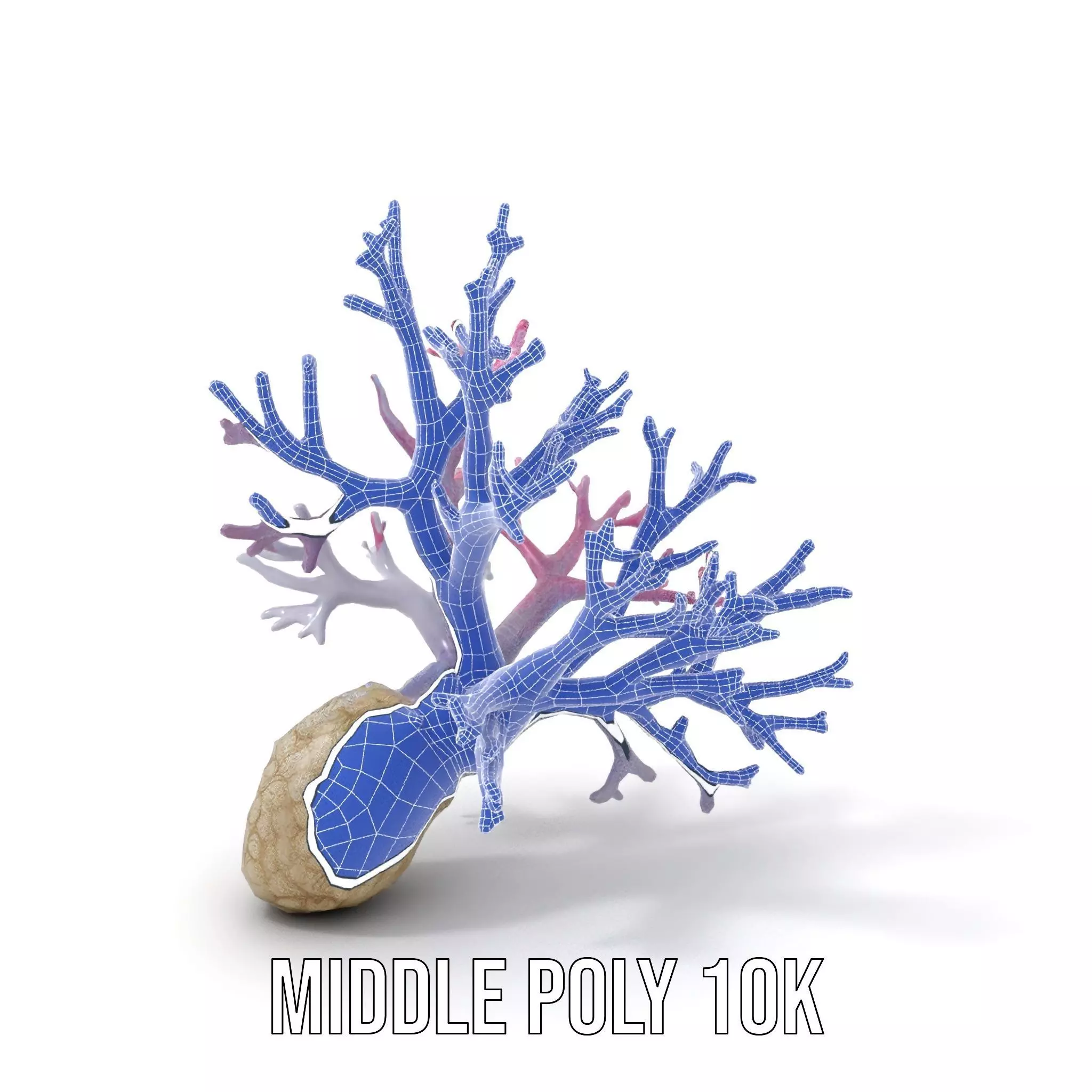 Pink Coral Growth model pack Low-poly 3D model_18