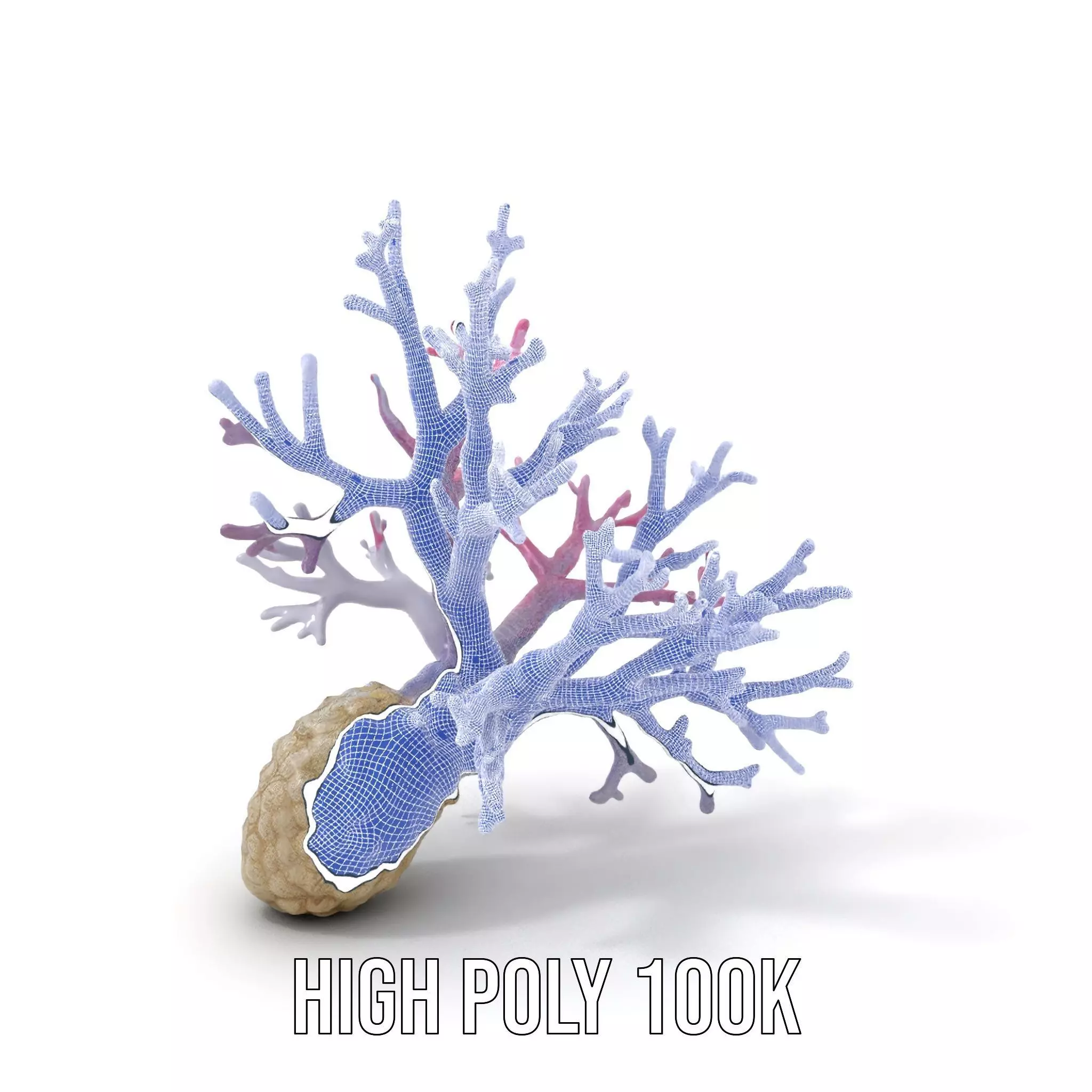 Pink Coral Growth model pack Low-poly 3D model_4