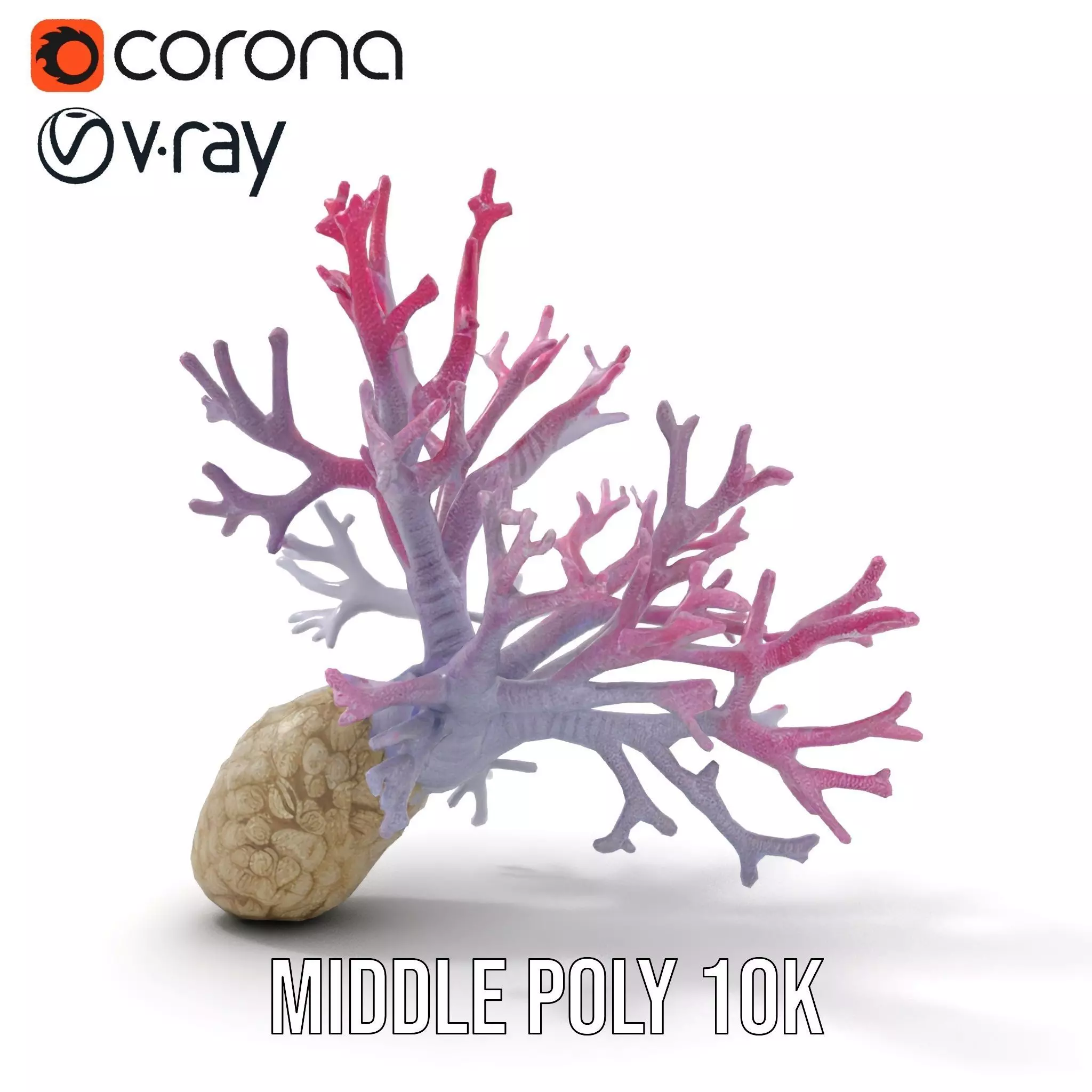 Pink Coral Growth model pack Low-poly 3D model_16