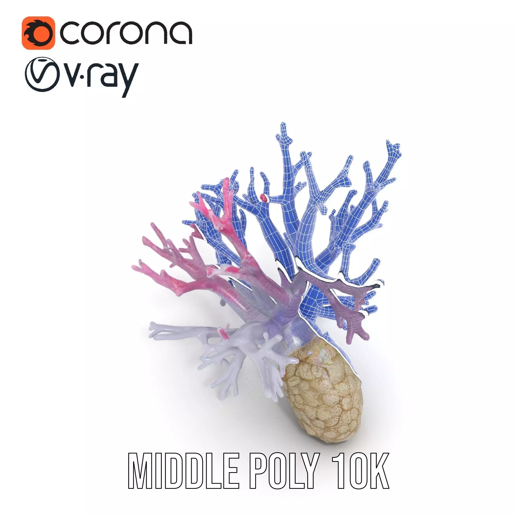 Pink Coral Growth model pack Low-poly 3D model_30