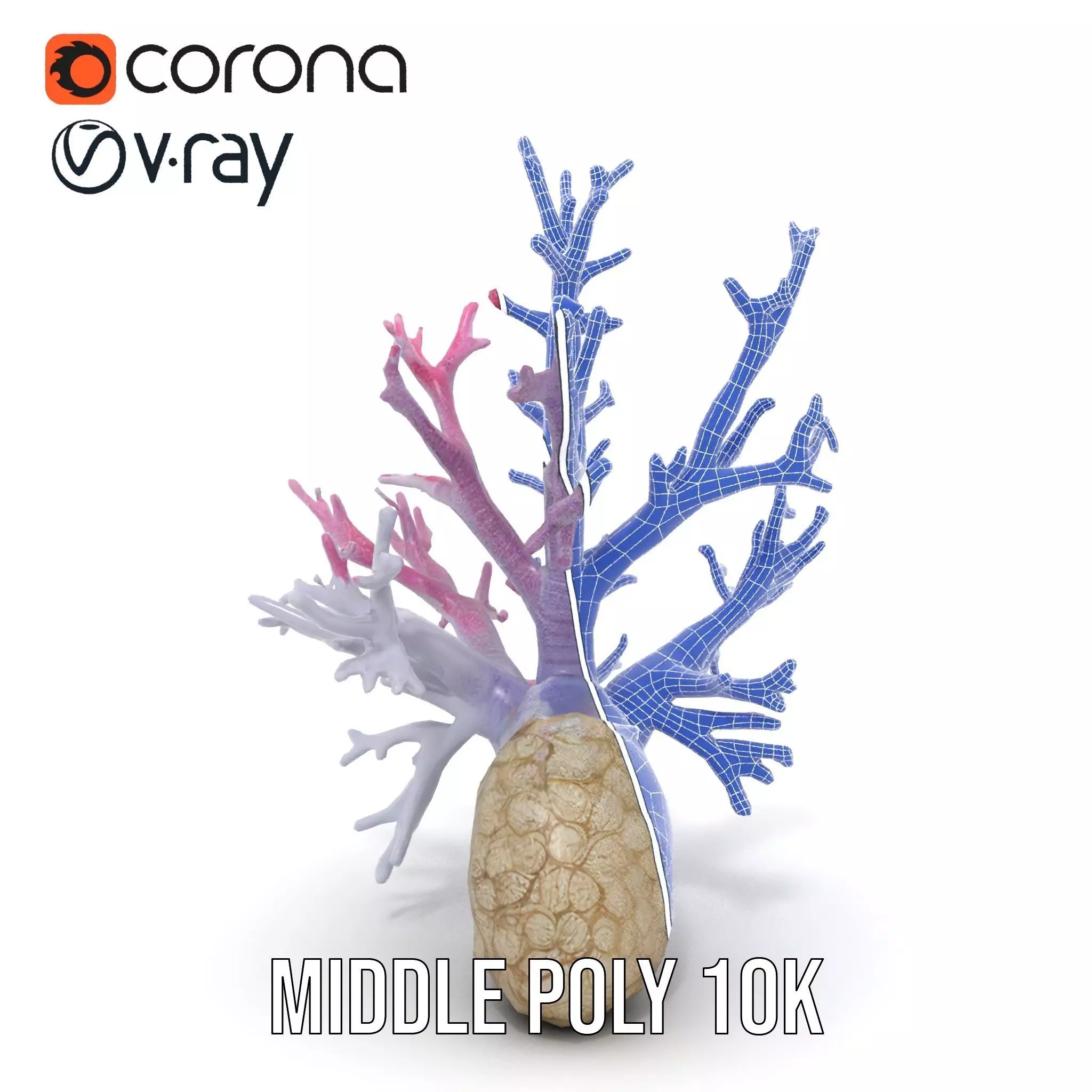 Pink Coral Growth model pack Low-poly 3D model_27