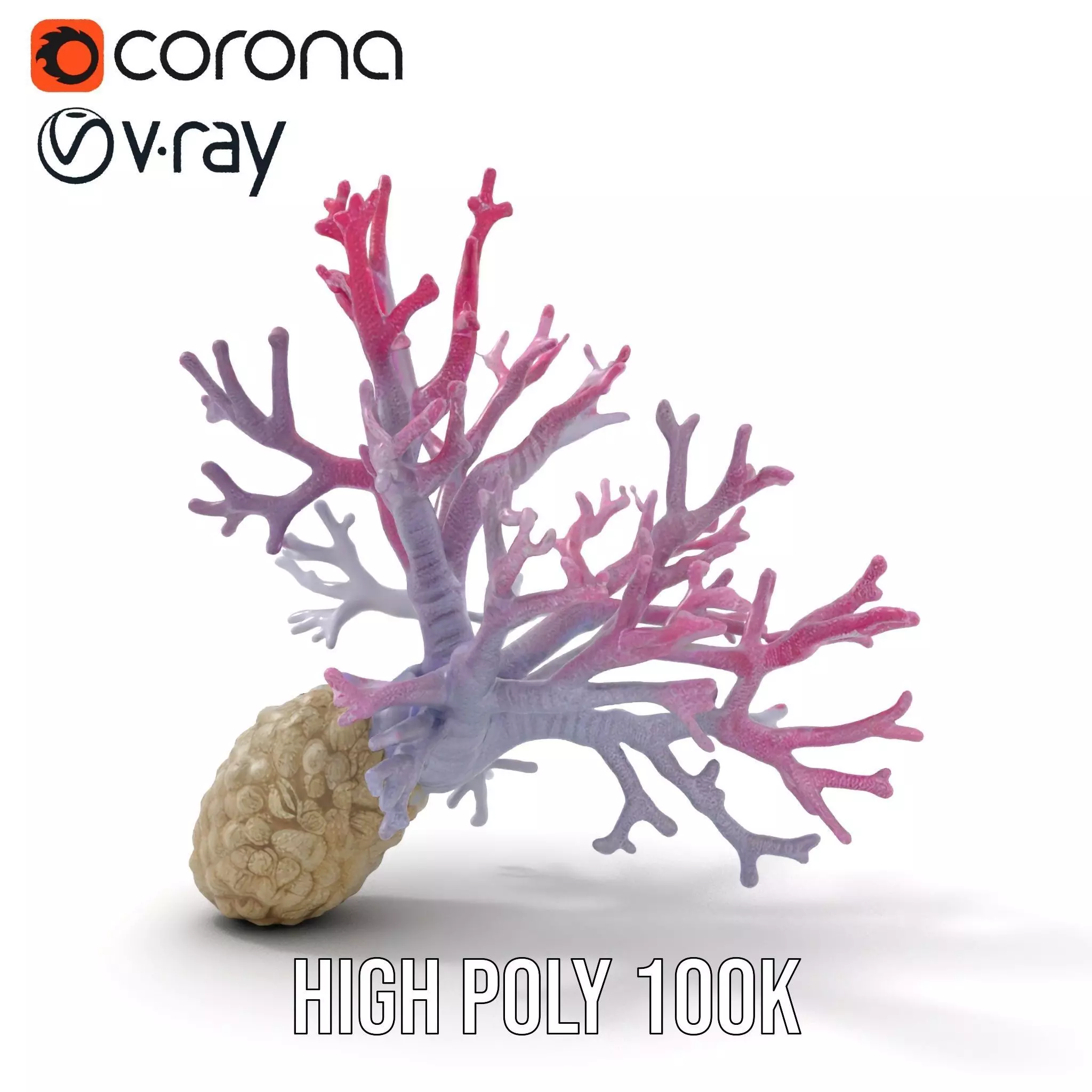 Pink Coral Growth model pack Low-poly 3D model_26
