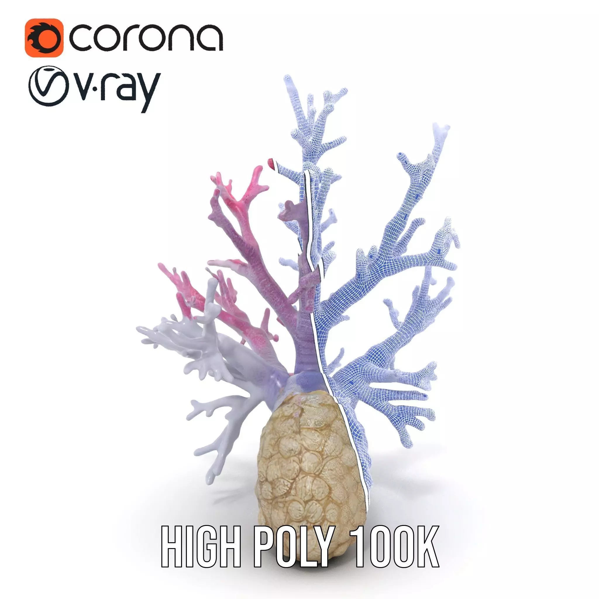 Pink Coral Growth model pack Low-poly 3D model_33