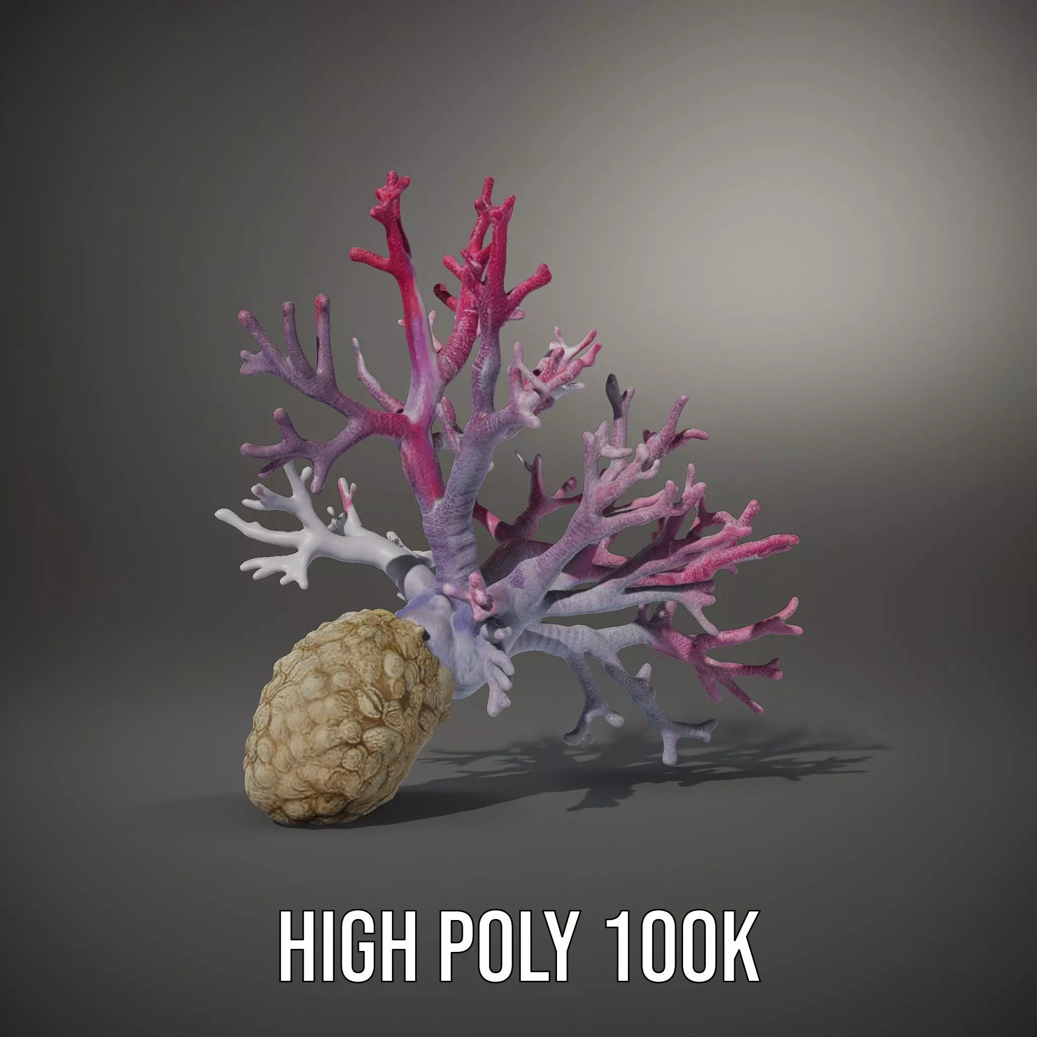 Pink Coral Growth model pack Low-poly 3D model_8