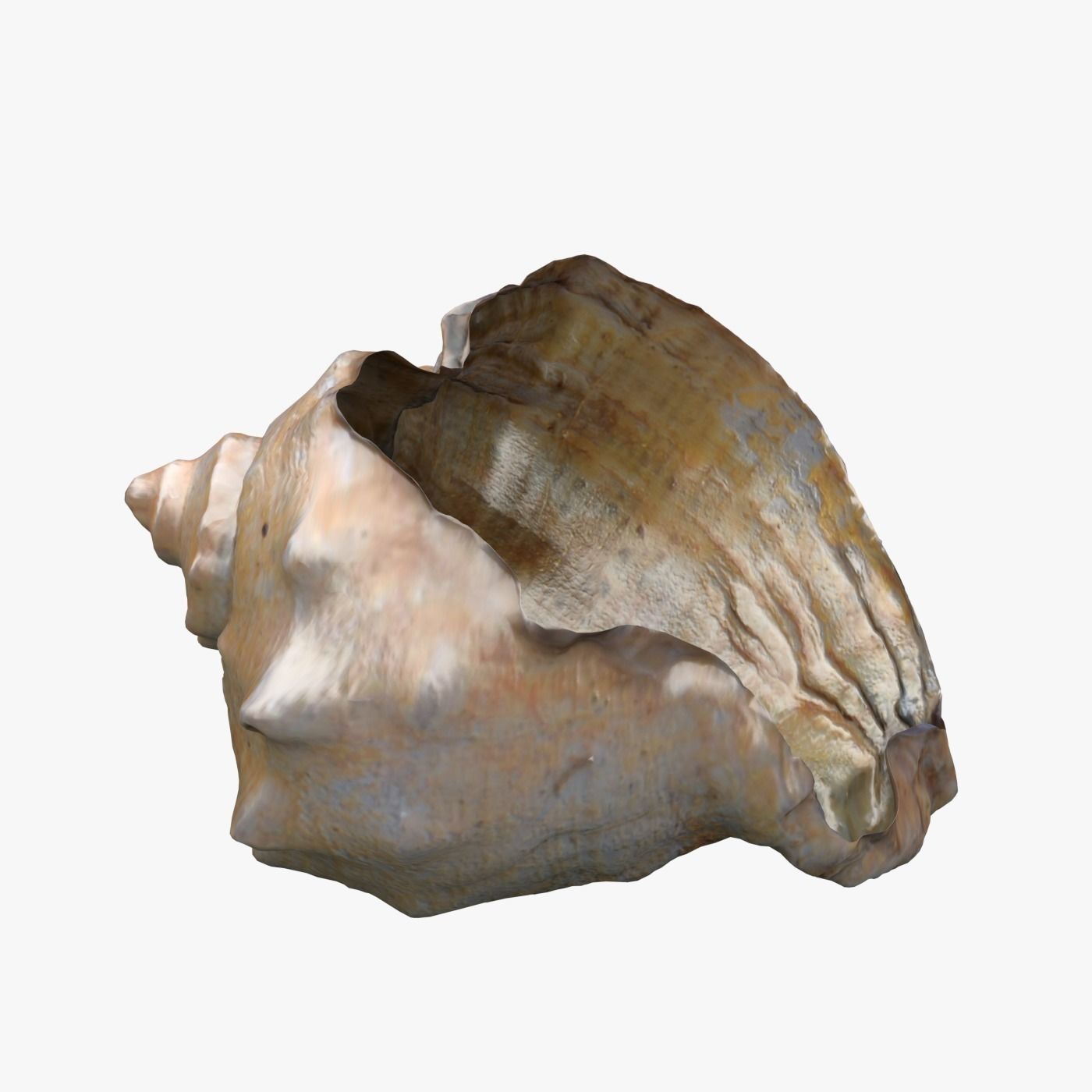 Seashell shell 3D model_2