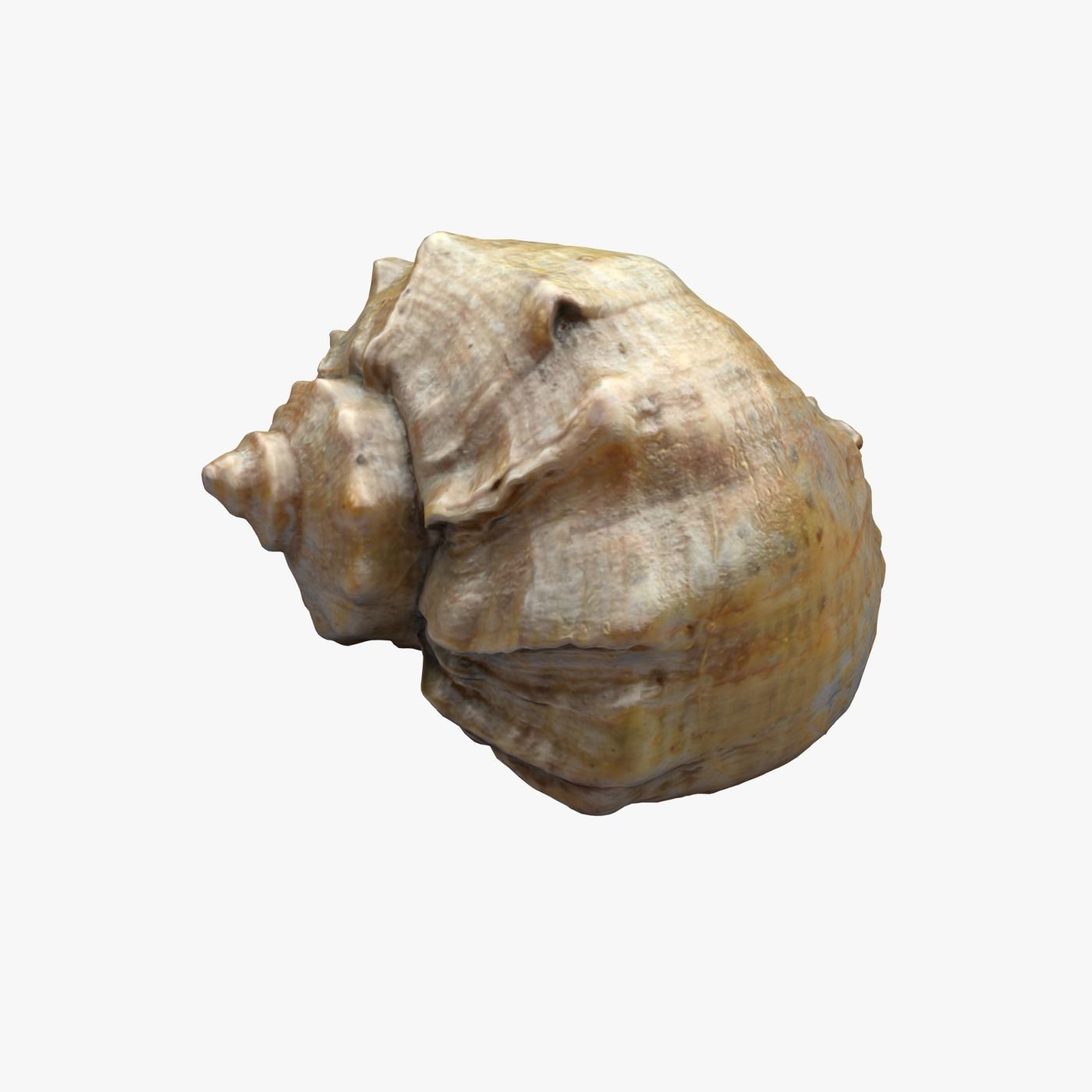 Seashell shell 3D model_0