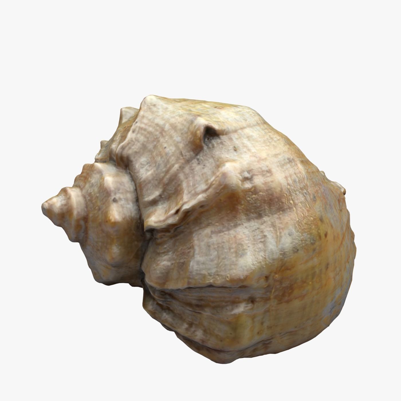 Seashell shell 3D model_1