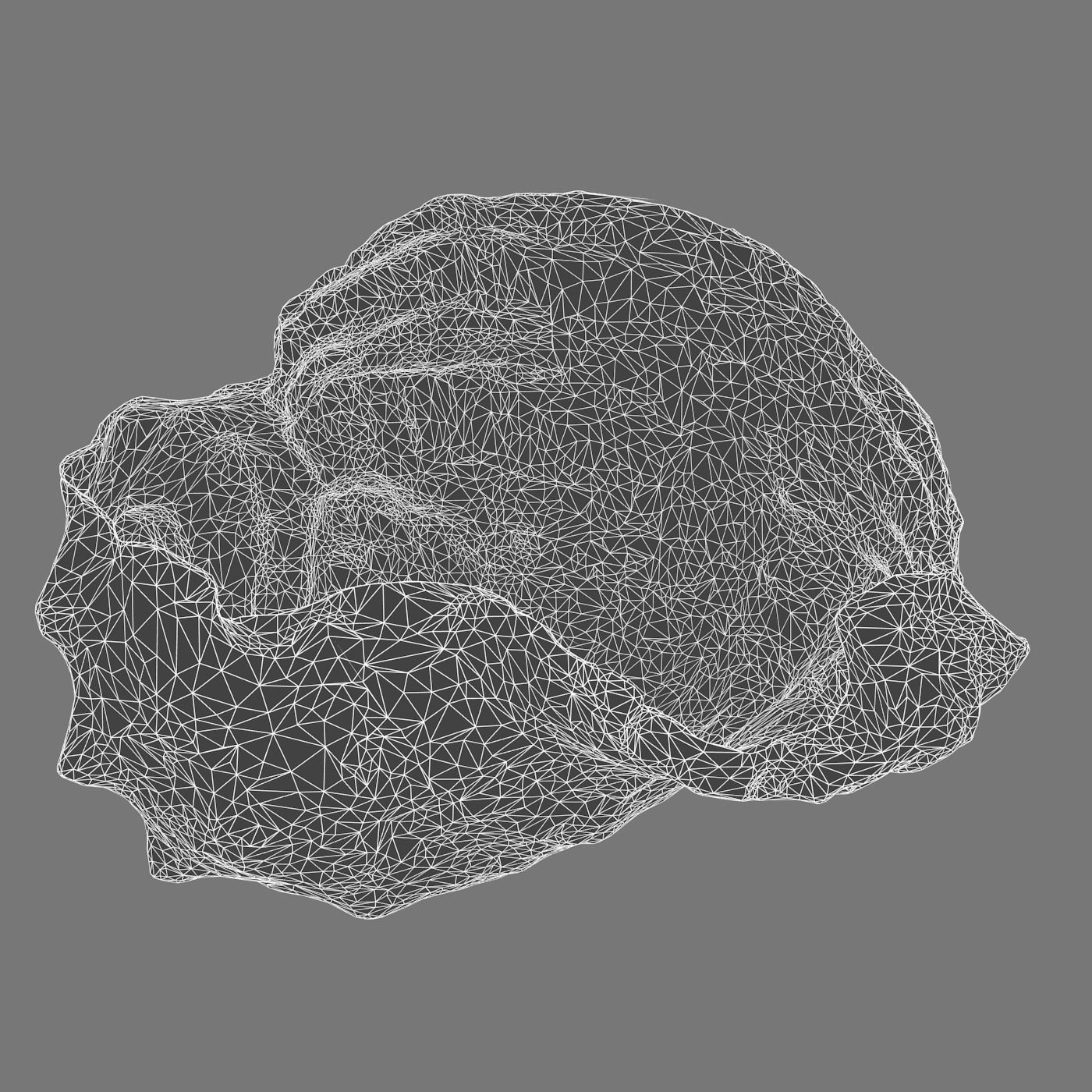 Seashell shell 3D model_3