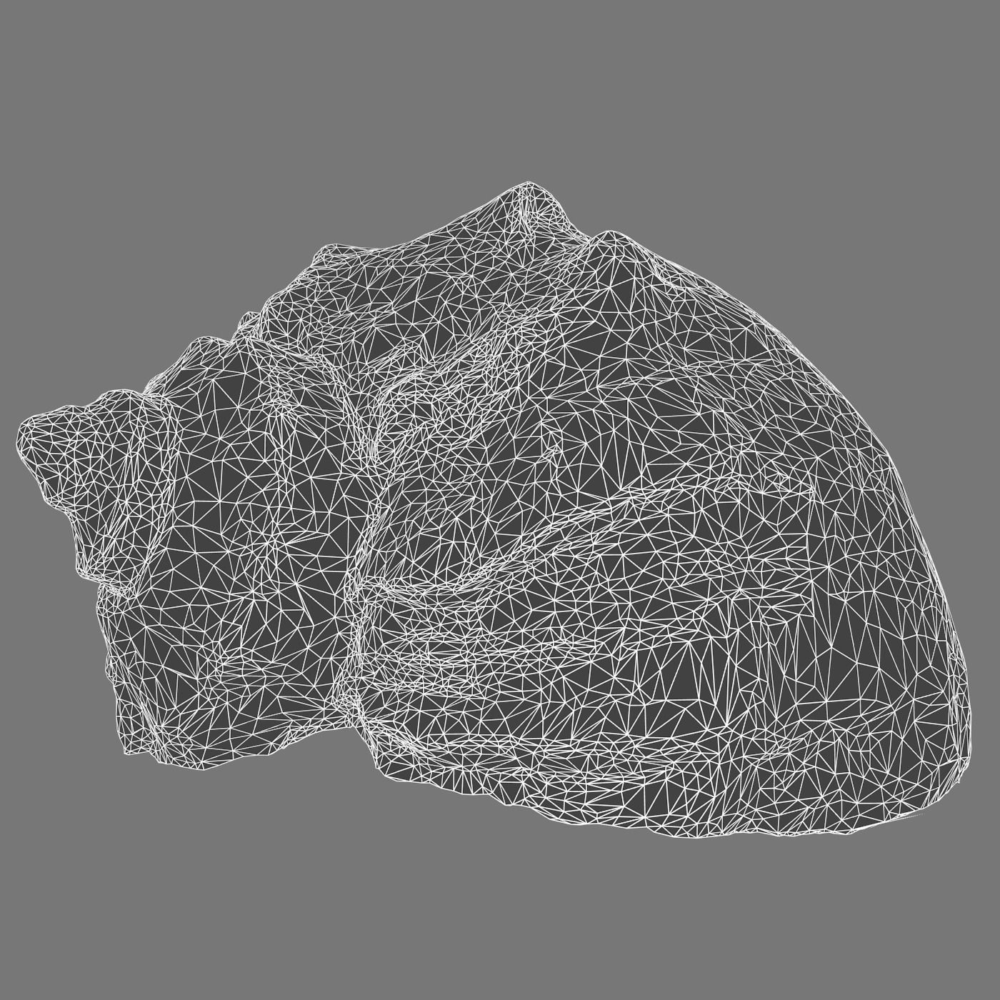 Seashell shell 3D model_4