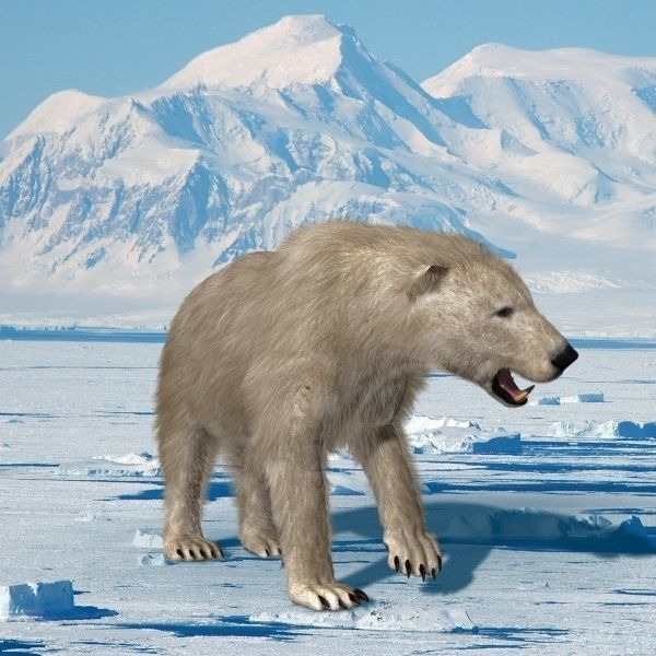 3D animated Polar Bear  3D model_18