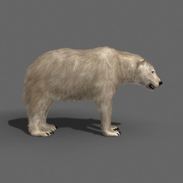 3D animated Polar Bear  3D model_7