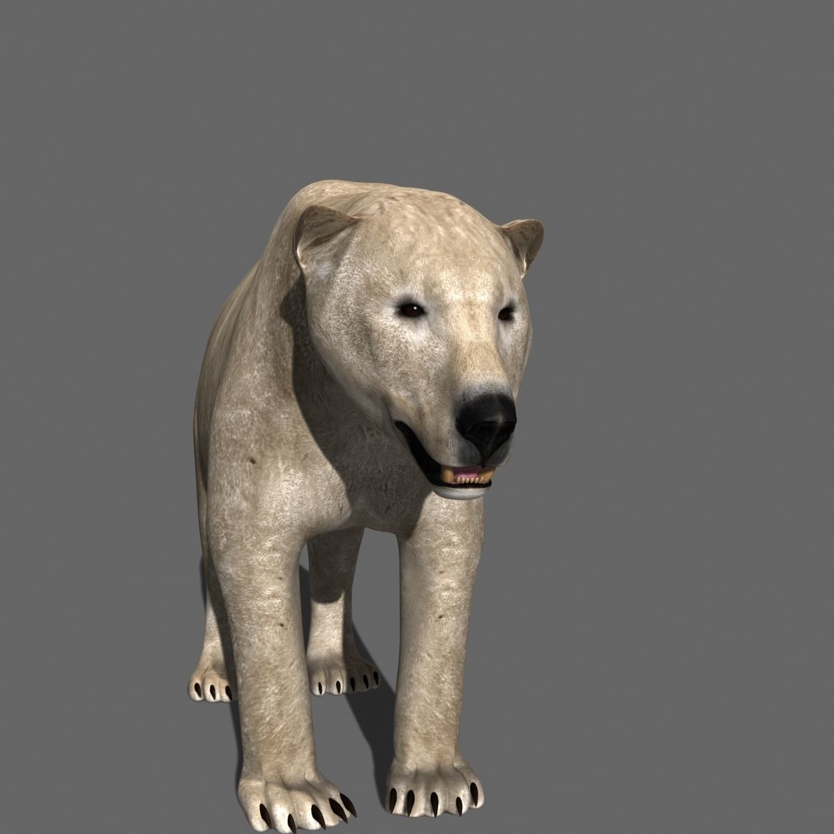 3D animated Polar Bear  3D model_19