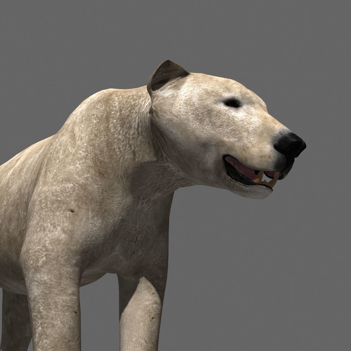 3D animated Polar Bear  3D model_15