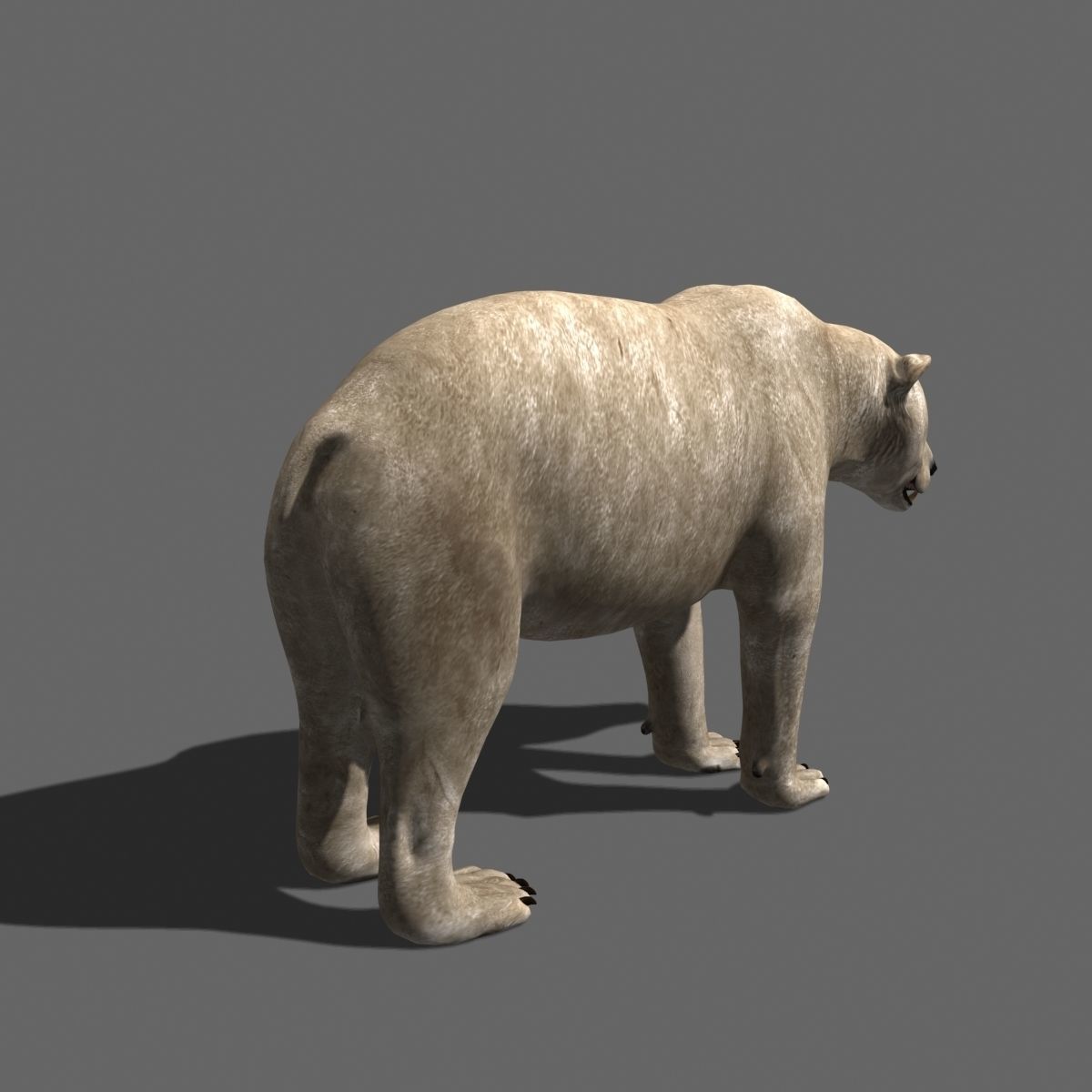 3D animated Polar Bear  3D model_5