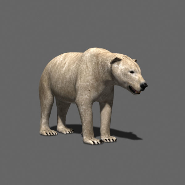 3D animated Polar Bear  3D model_10