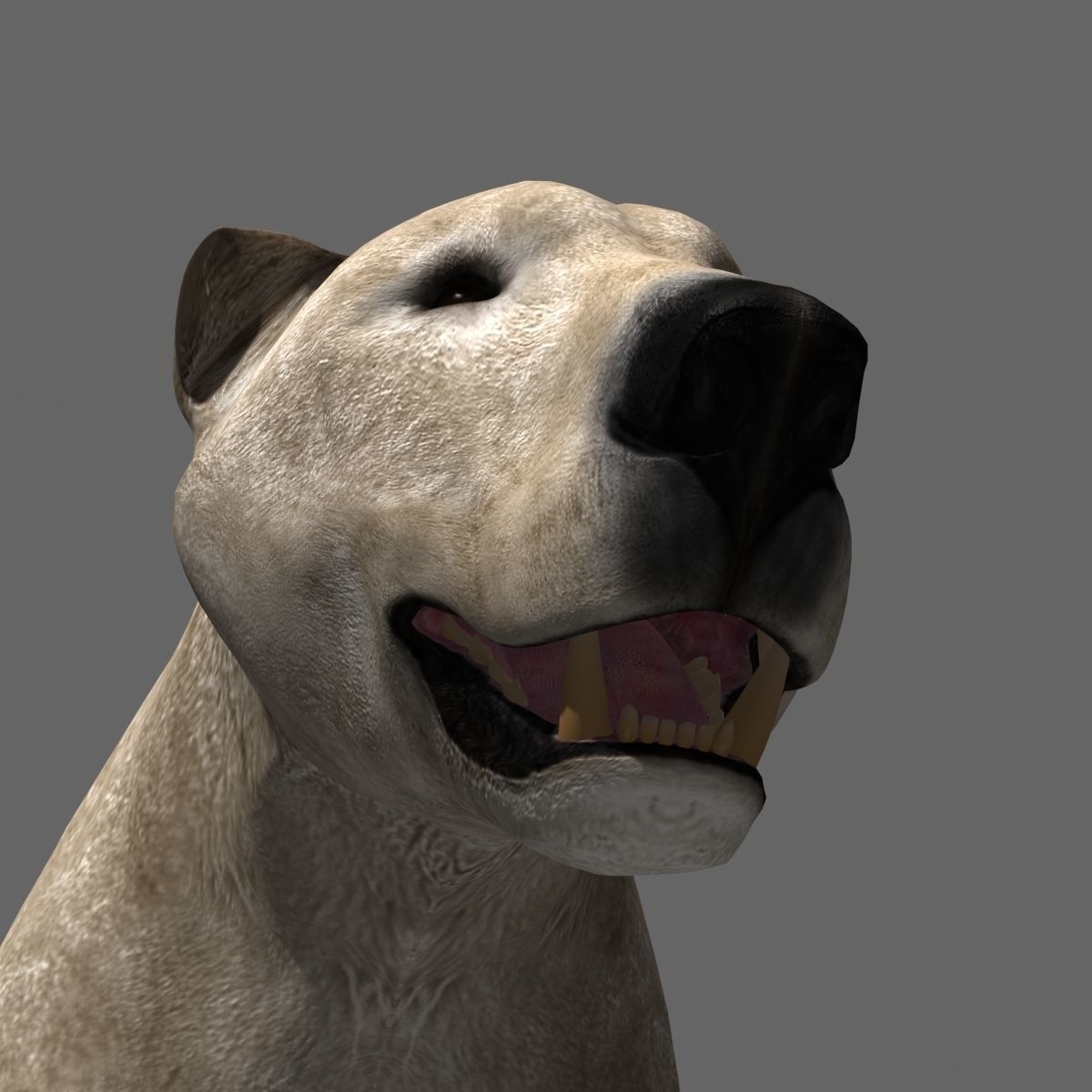 3D animated Polar Bear  3D model_17