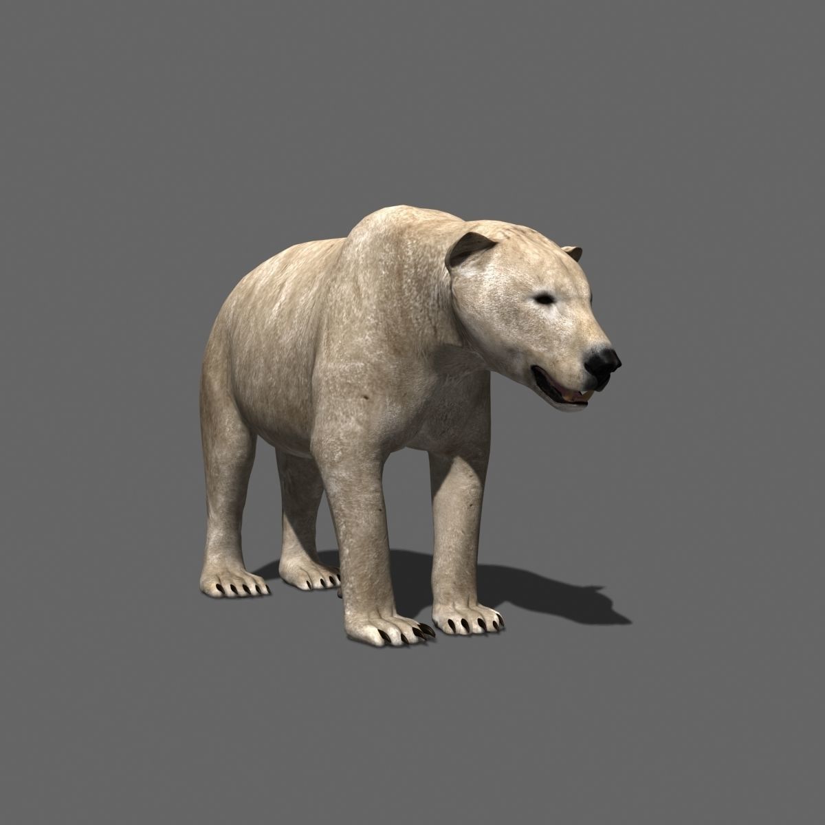 3D animated Polar Bear  3D model_3