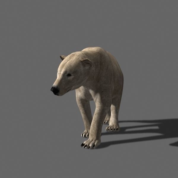 3D animated Polar Bear  3D model_24