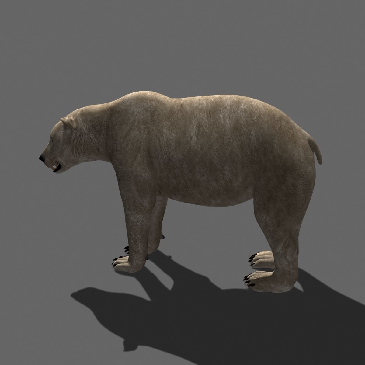 3D animated Polar Bear  3D model_13