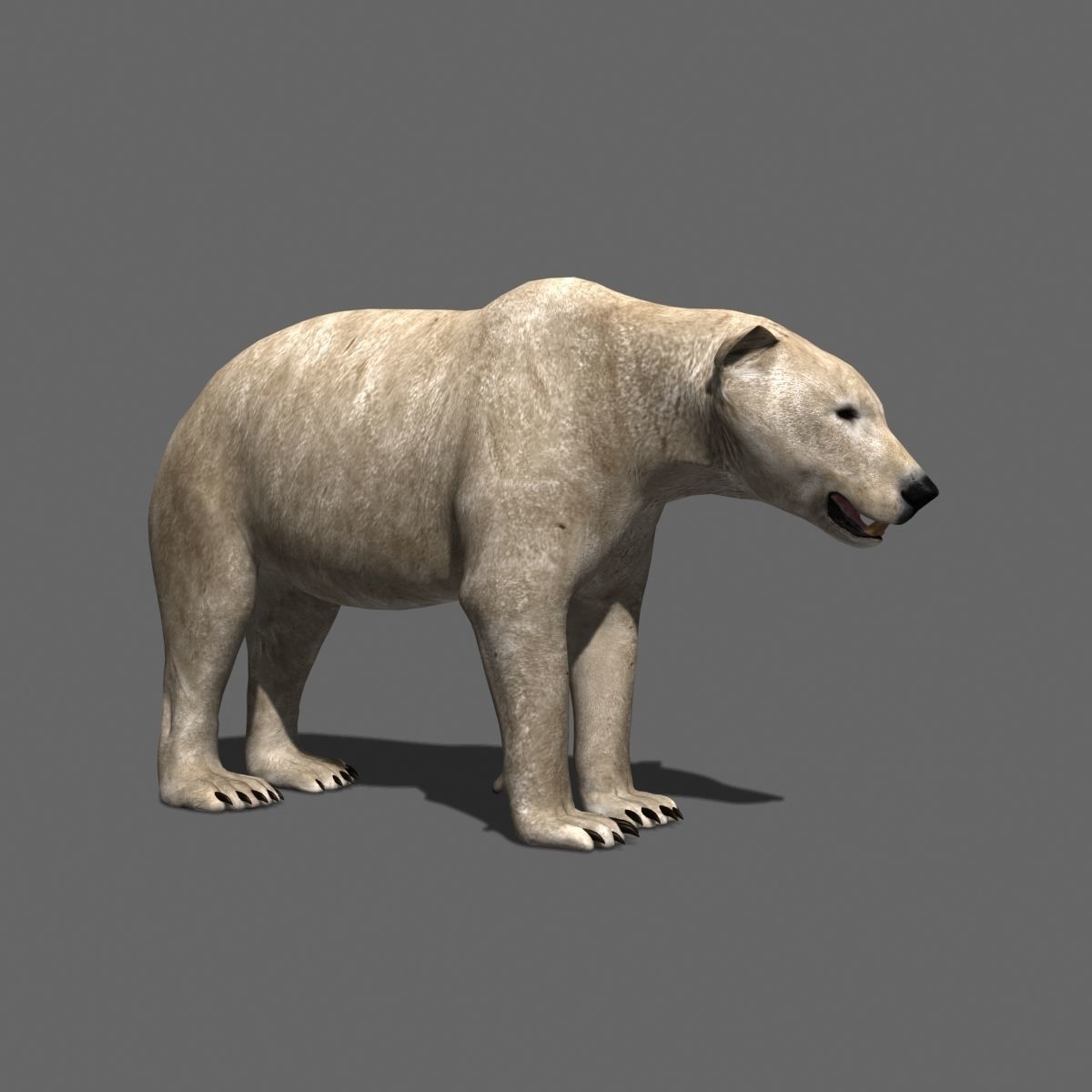 3D animated Polar Bear  3D model_4