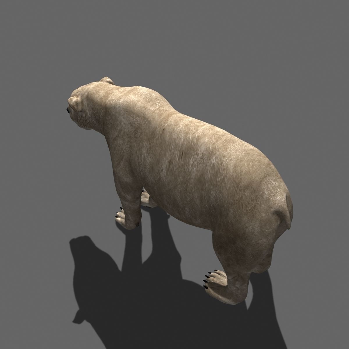 3D animated Polar Bear  3D model_12