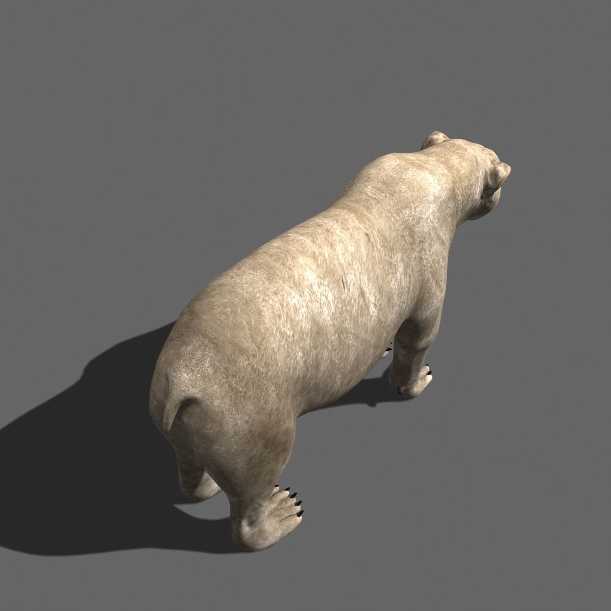 3D animated Polar Bear  3D model_11
