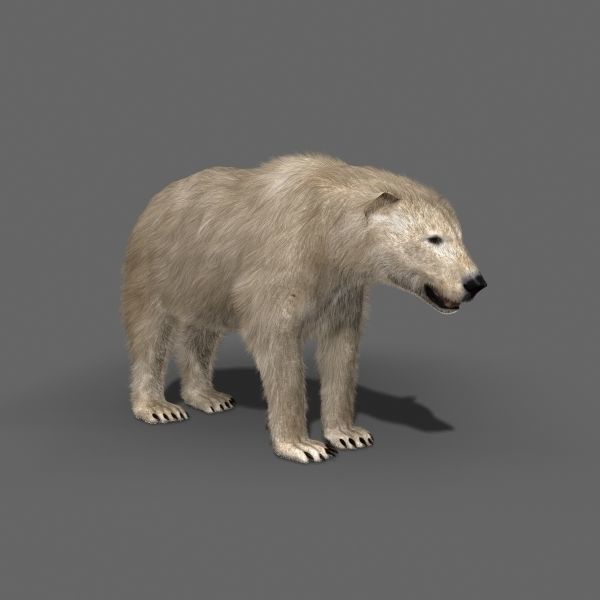 3D animated Polar Bear  3D model_6