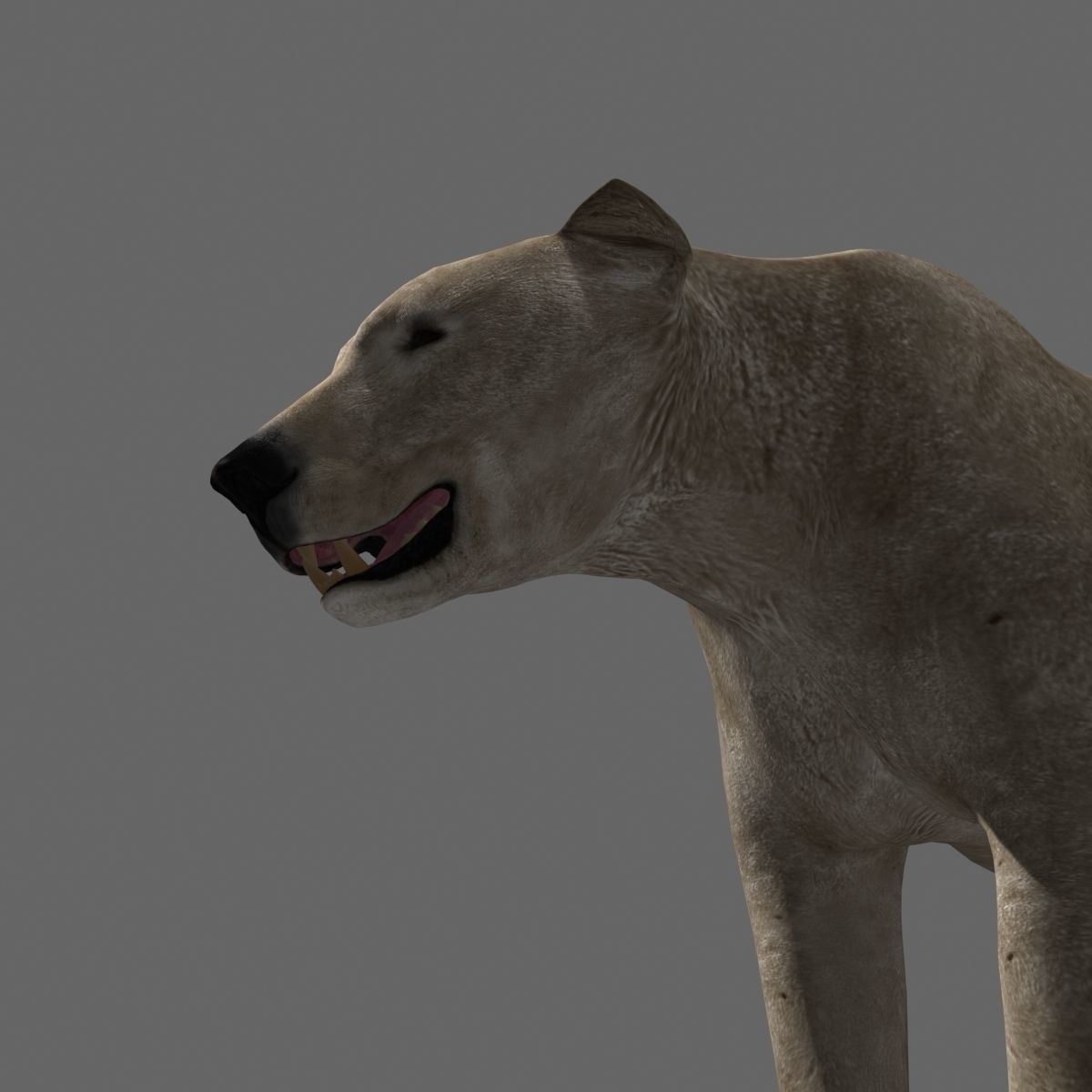 3D animated Polar Bear  3D model_16