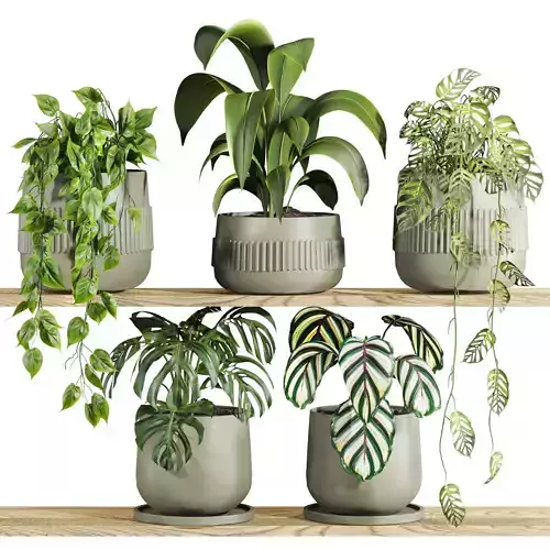 Plants On shelf