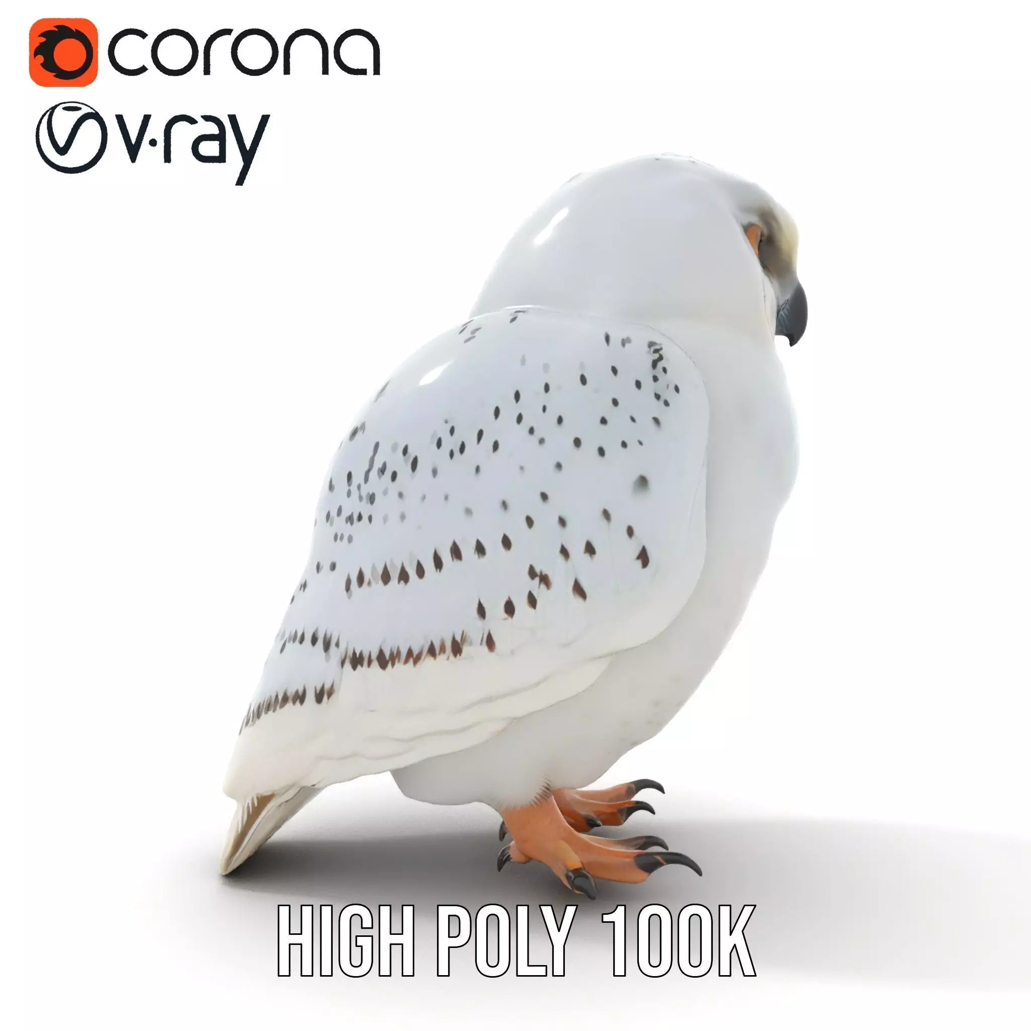 Majestic Snowy Owl model pack Low-poly 3D model_23