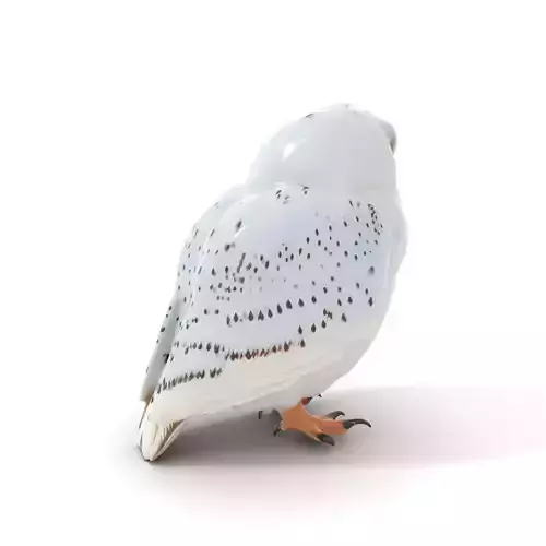 Majestic Snowy Owl model pack Low-poly 3D model