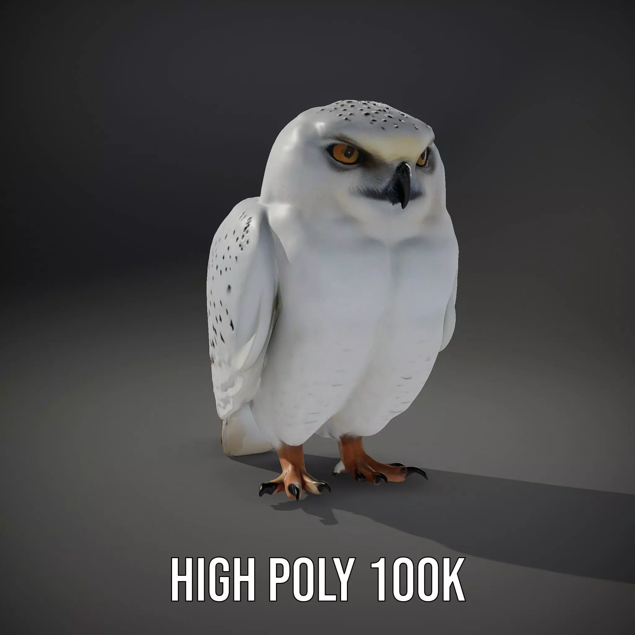 Majestic Snowy Owl model pack Low-poly 3D model_8