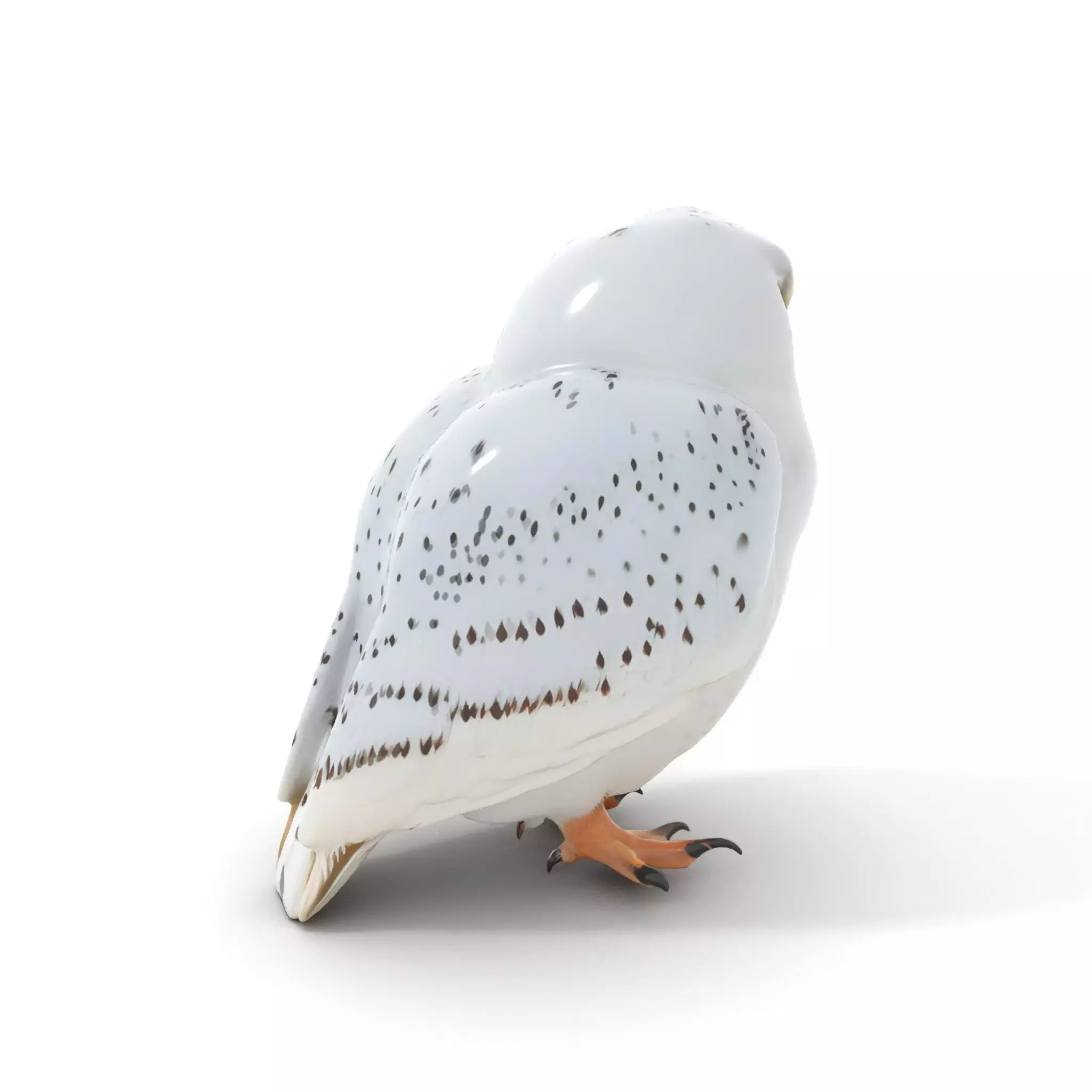 Majestic Snowy Owl model pack Low-poly 3D model_5